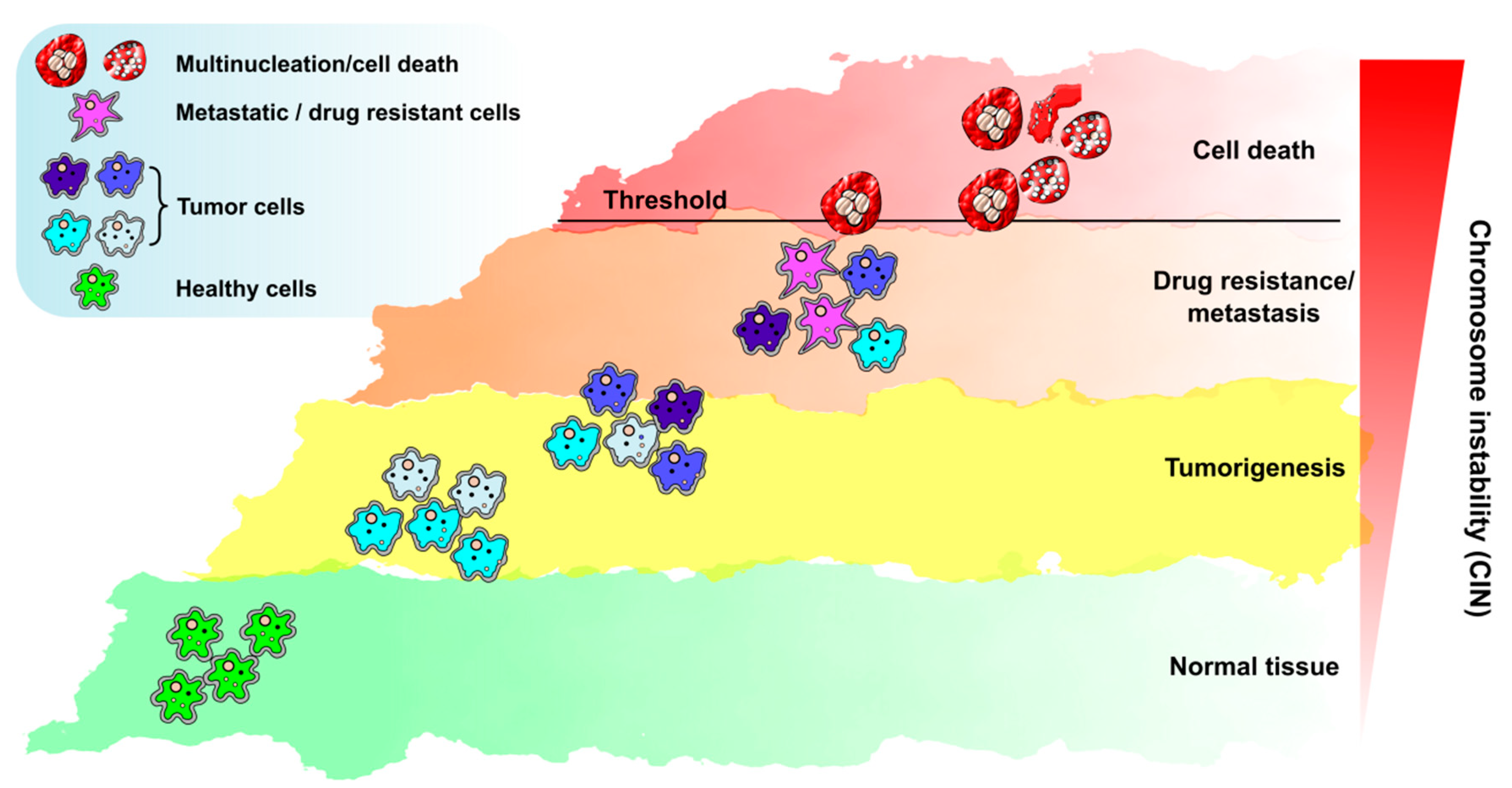 Structural Chromosome Instability: Types ... Biology Diagrams