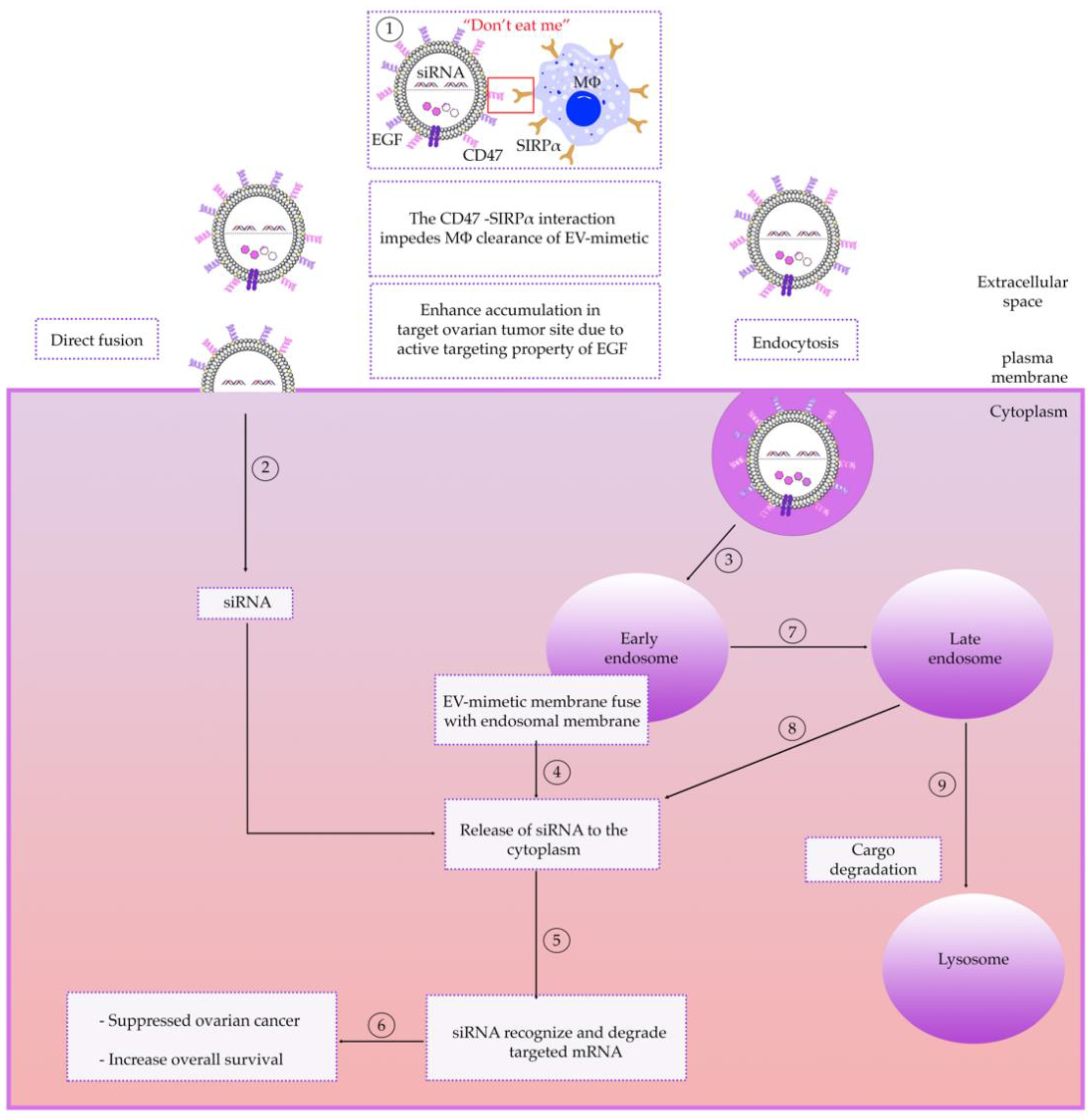 Cancers 13 03075 g003 Cancers 13 03075 g003