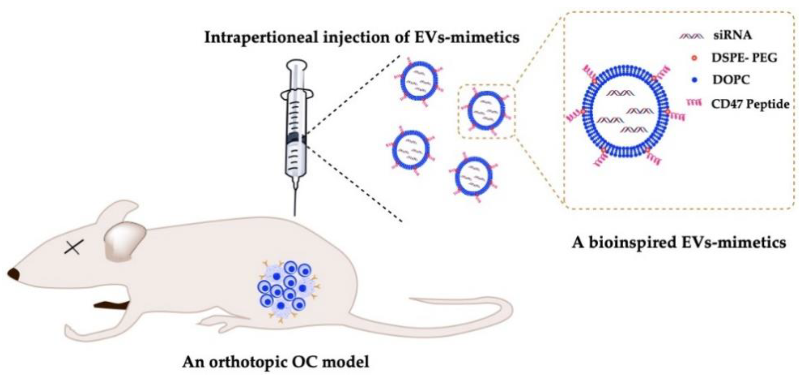 Cancers 13 03075 g004 Cancers 13 03075 g004