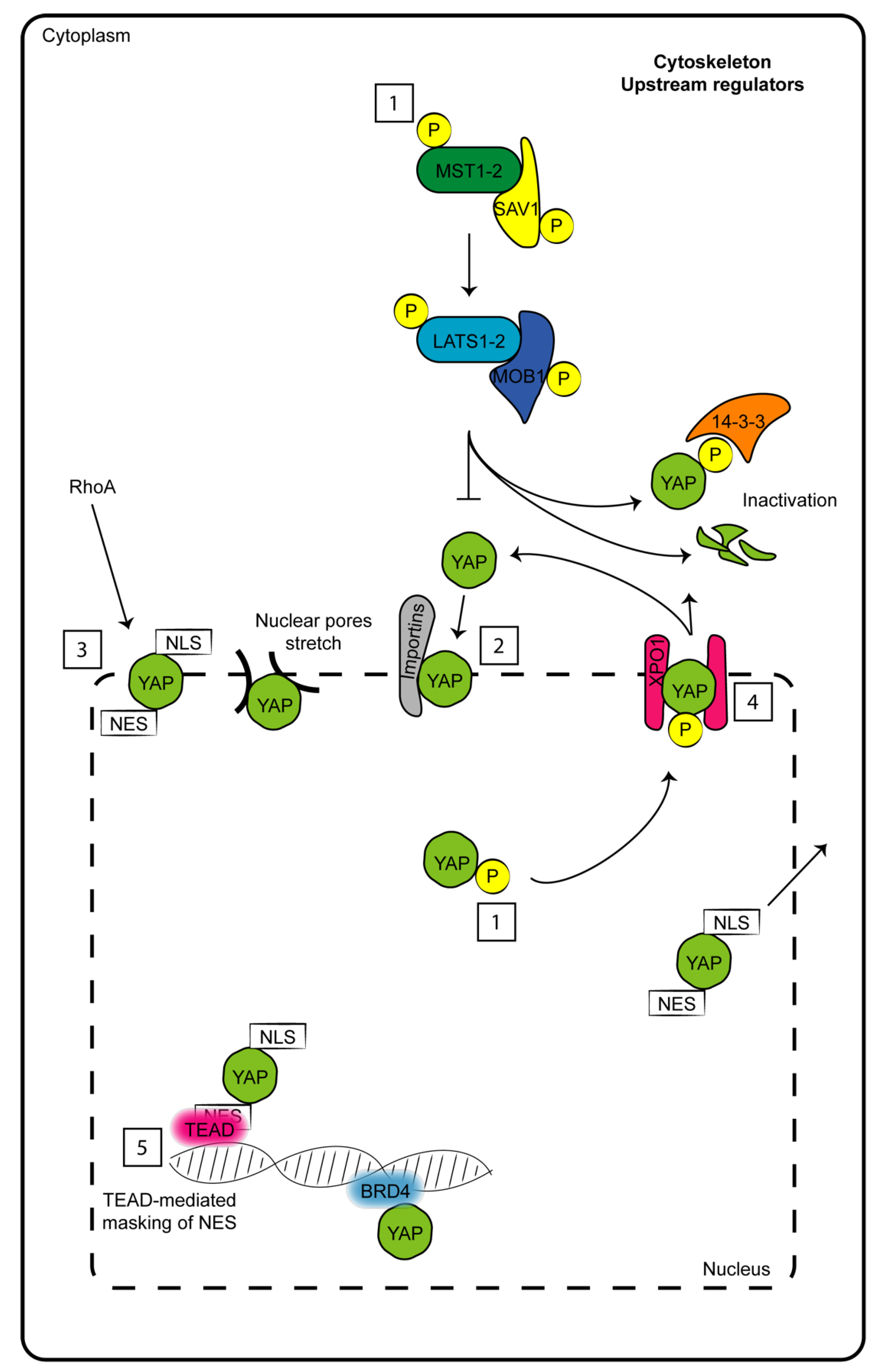 Cancers 13 03100 g001