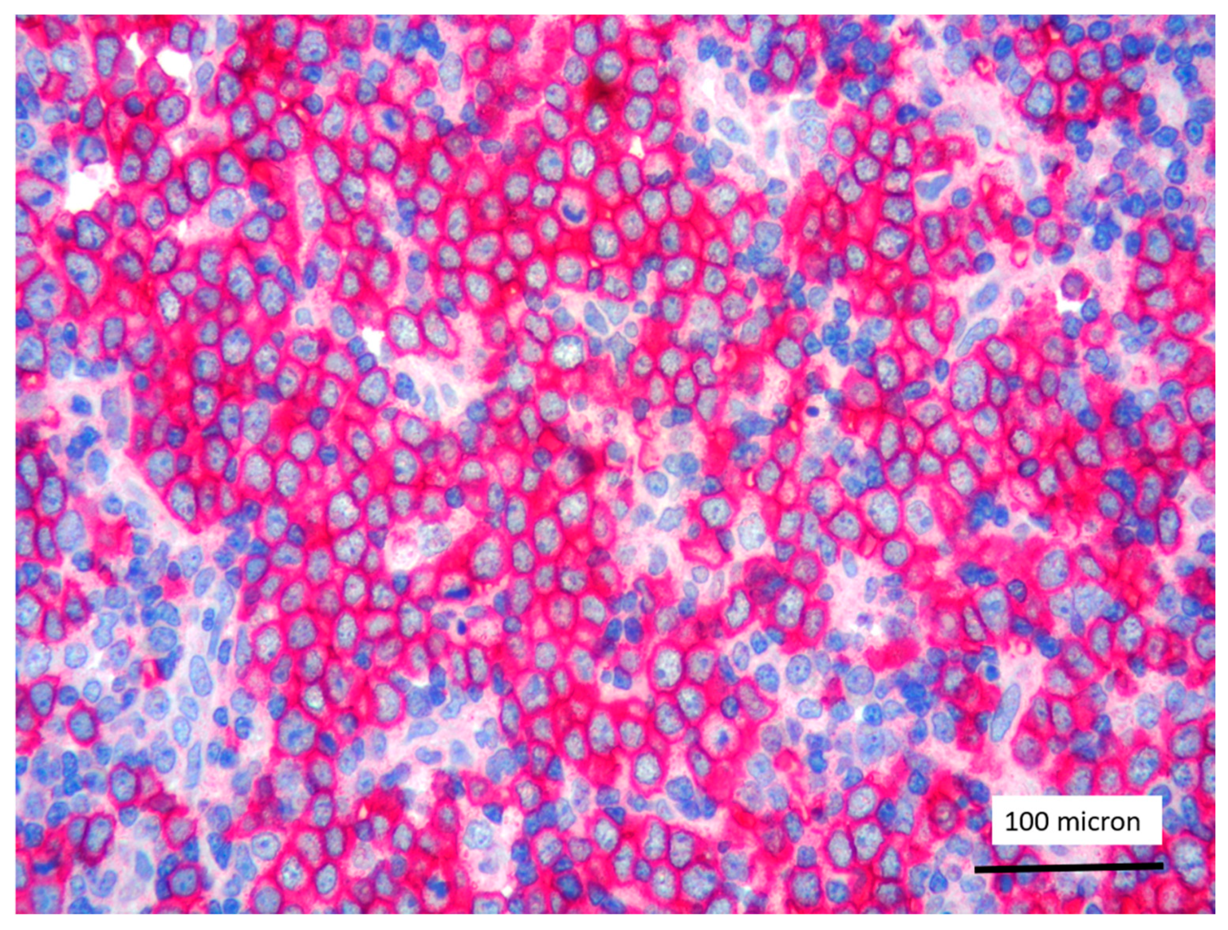 Cancers 13 03102 g007