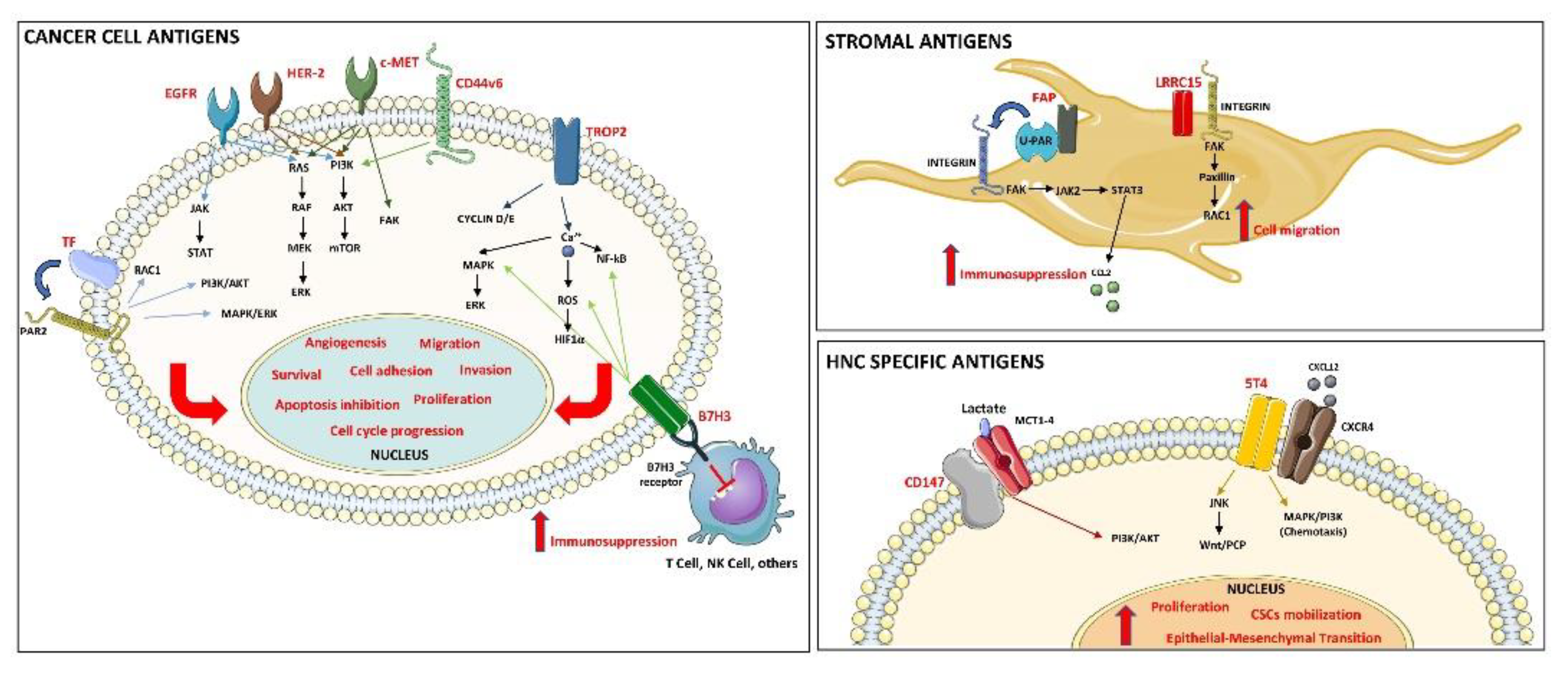 cancers free full text therapeutic potential of antibody drug conjugate based therapy in head and neck cancer a systematic review html