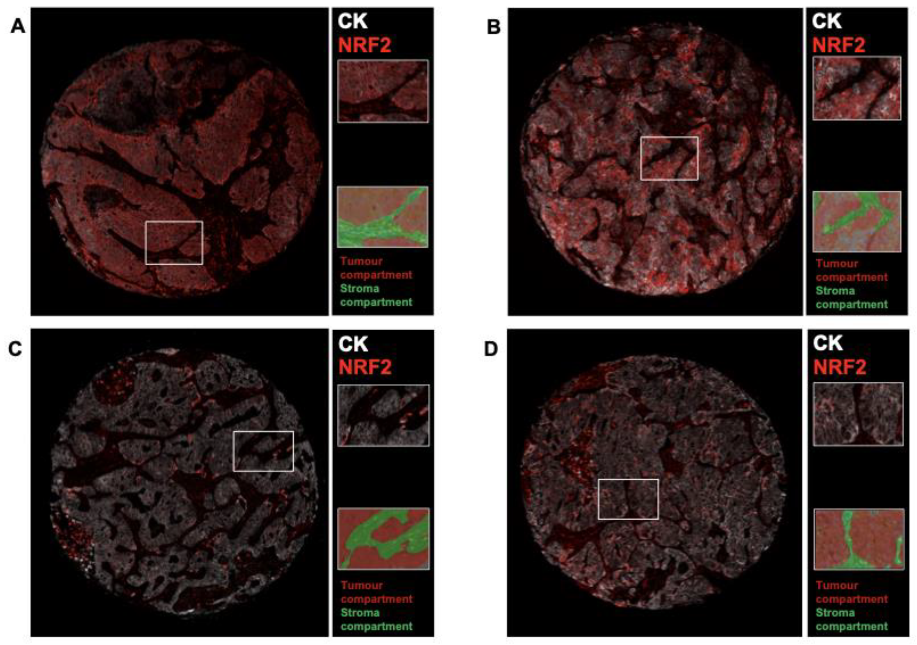 Cancers 13 03151 g001