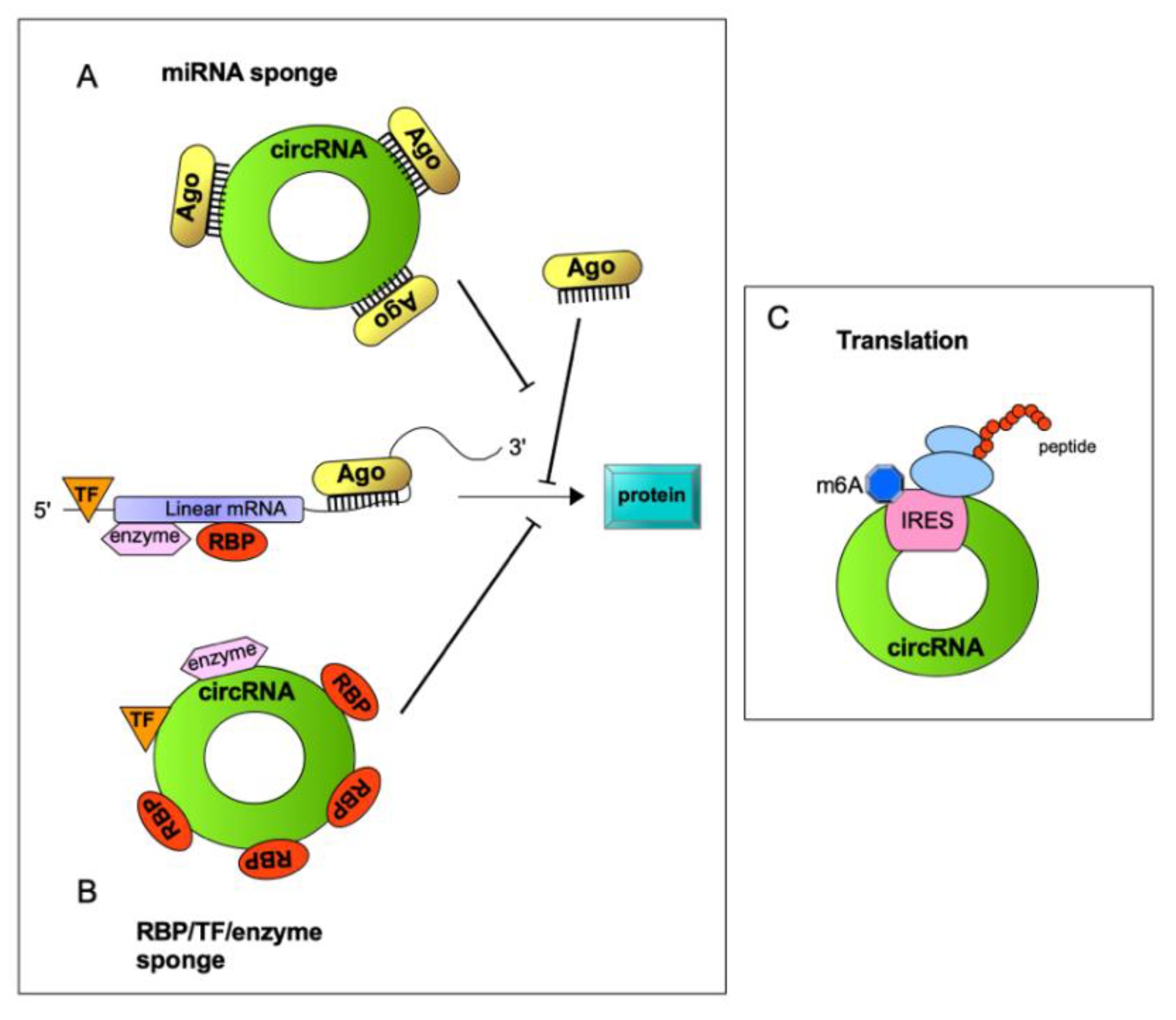 Cancers 13 03154 g002