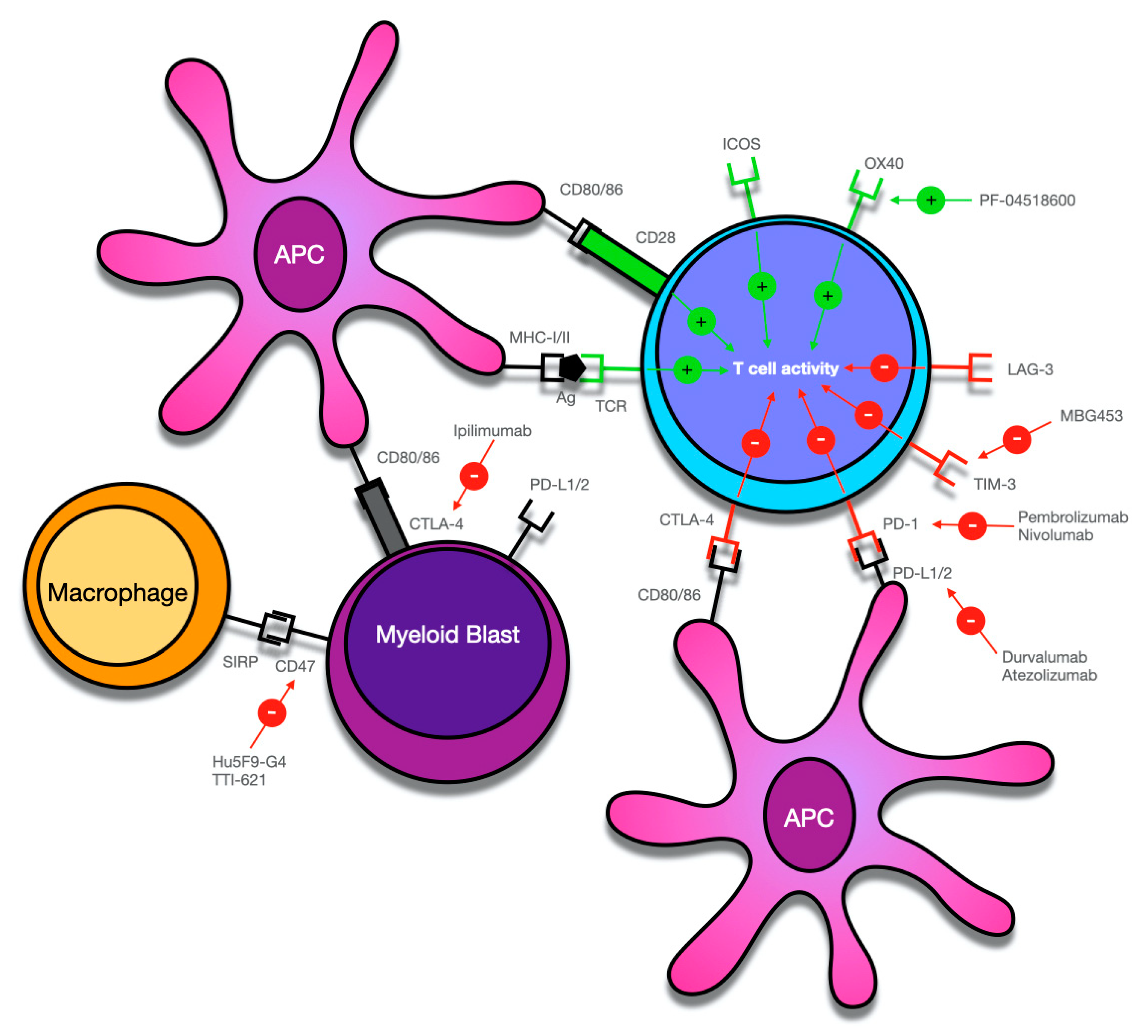 Cancers Free Full Text Eradication Of Measurable Residual Disease In Aml A Challenging Clinical Goal Html