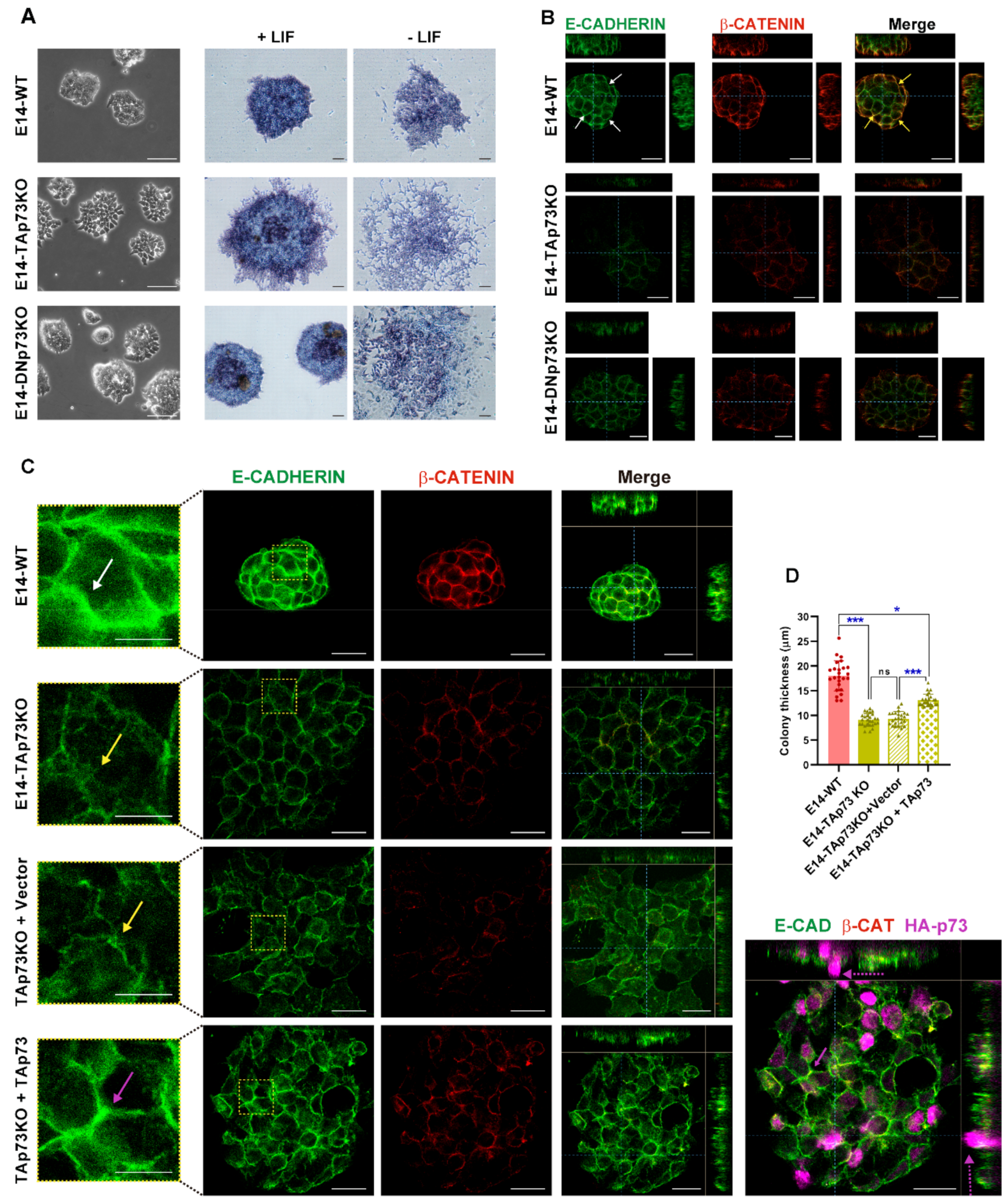 Cancers 13 03182 g006 Cancers 13 03182 g006