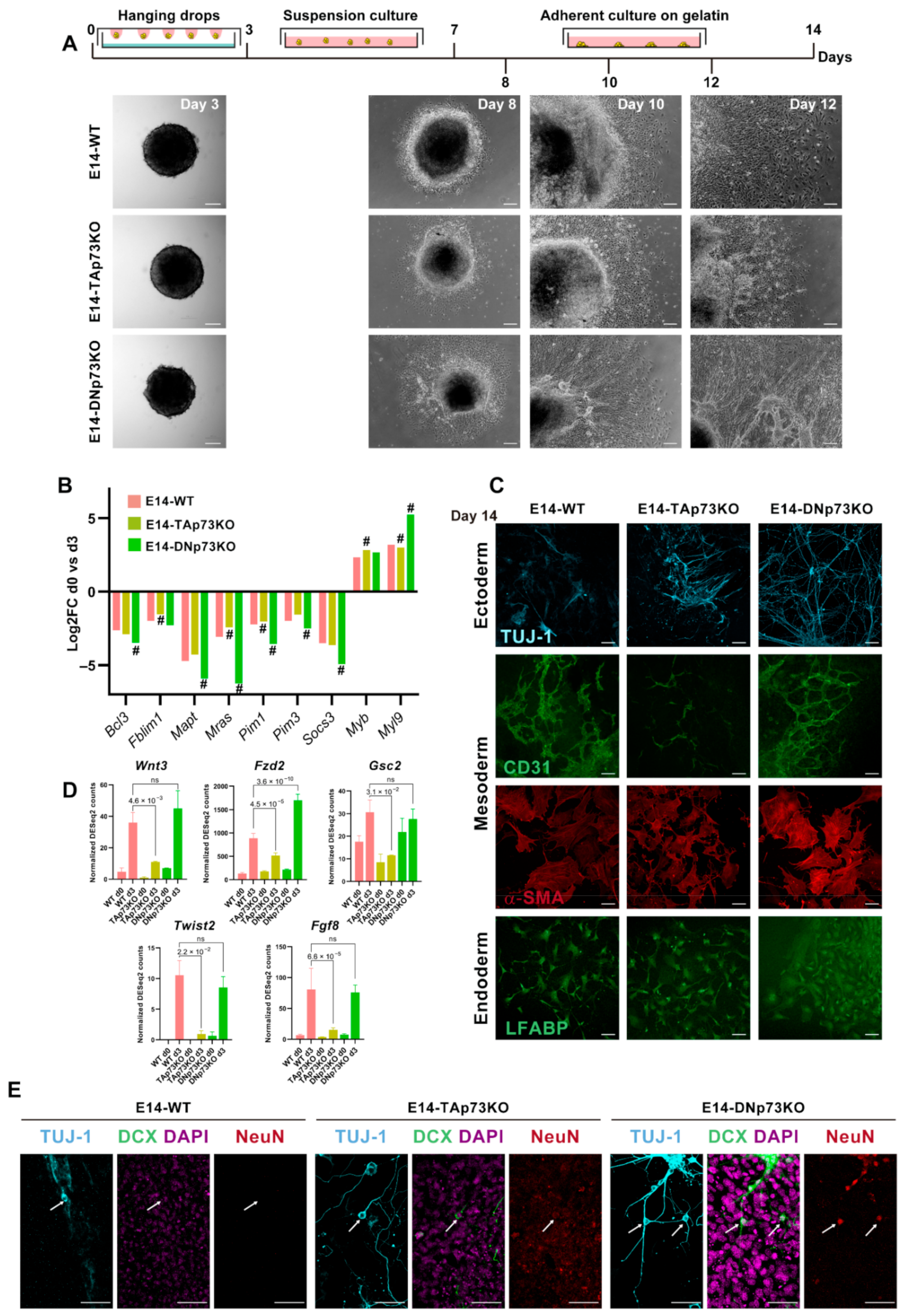 Cancers 13 03182 g008 Cancers 13 03182 g008