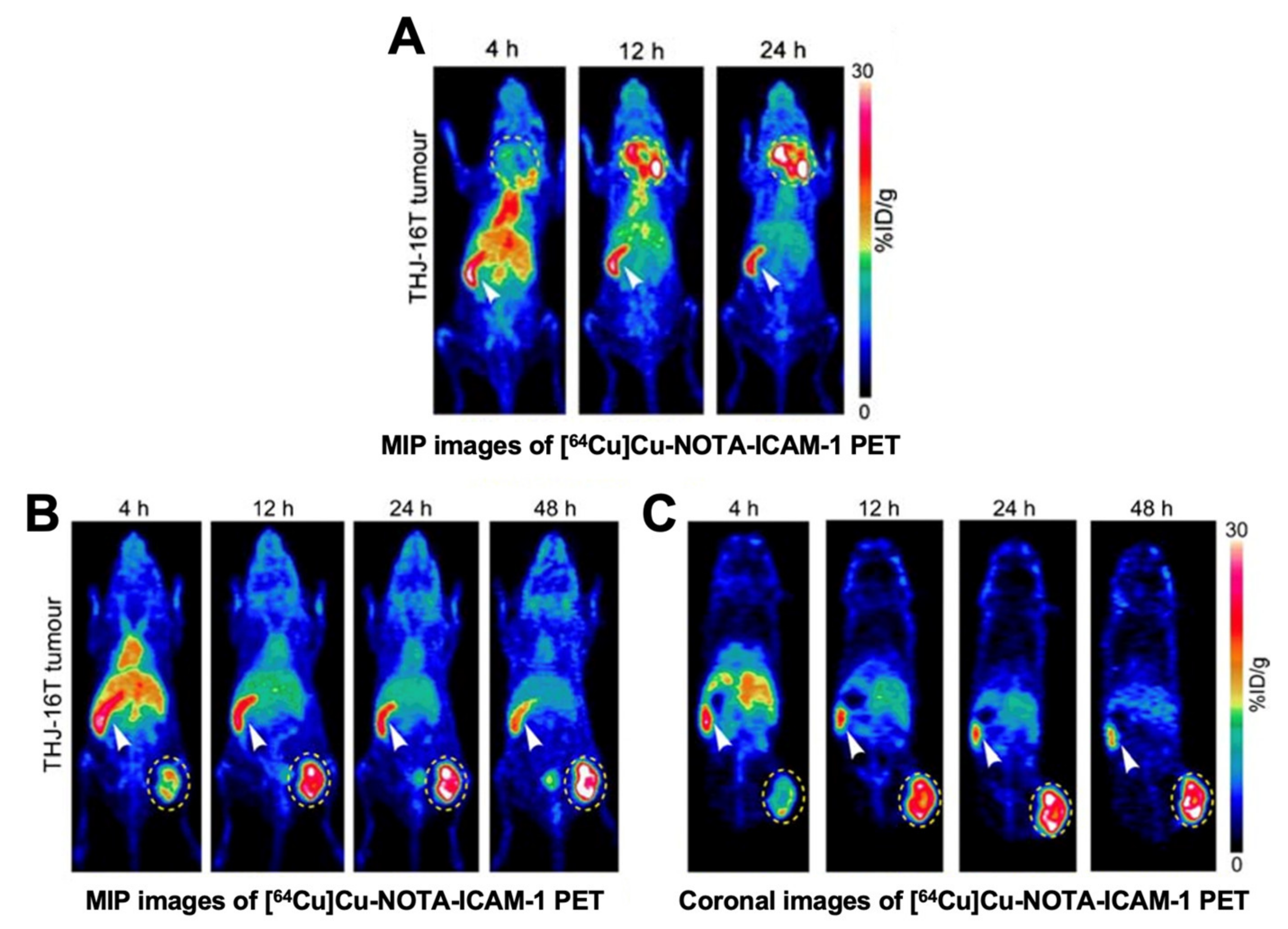 Cancers 13 03188 g009