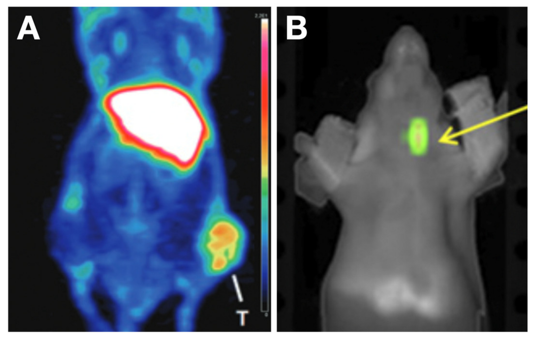 Cancers 13 03188 g010