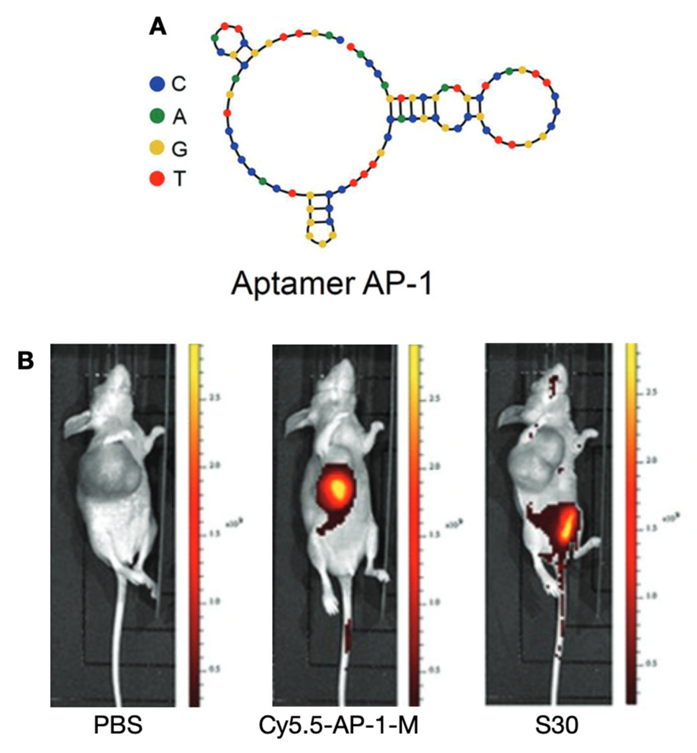 Cancers 13 03188 g013