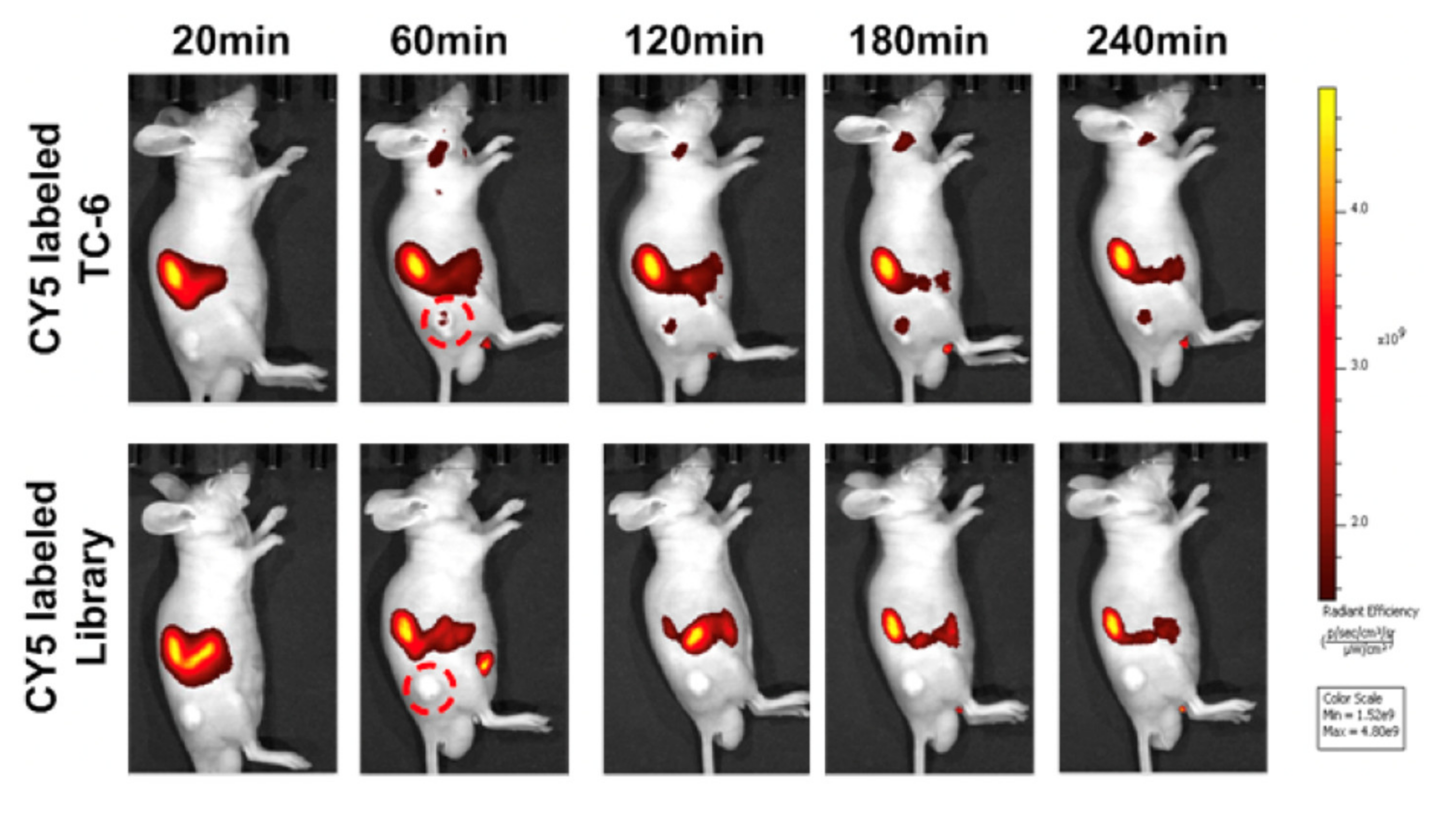 Cancers 13 03188 g014