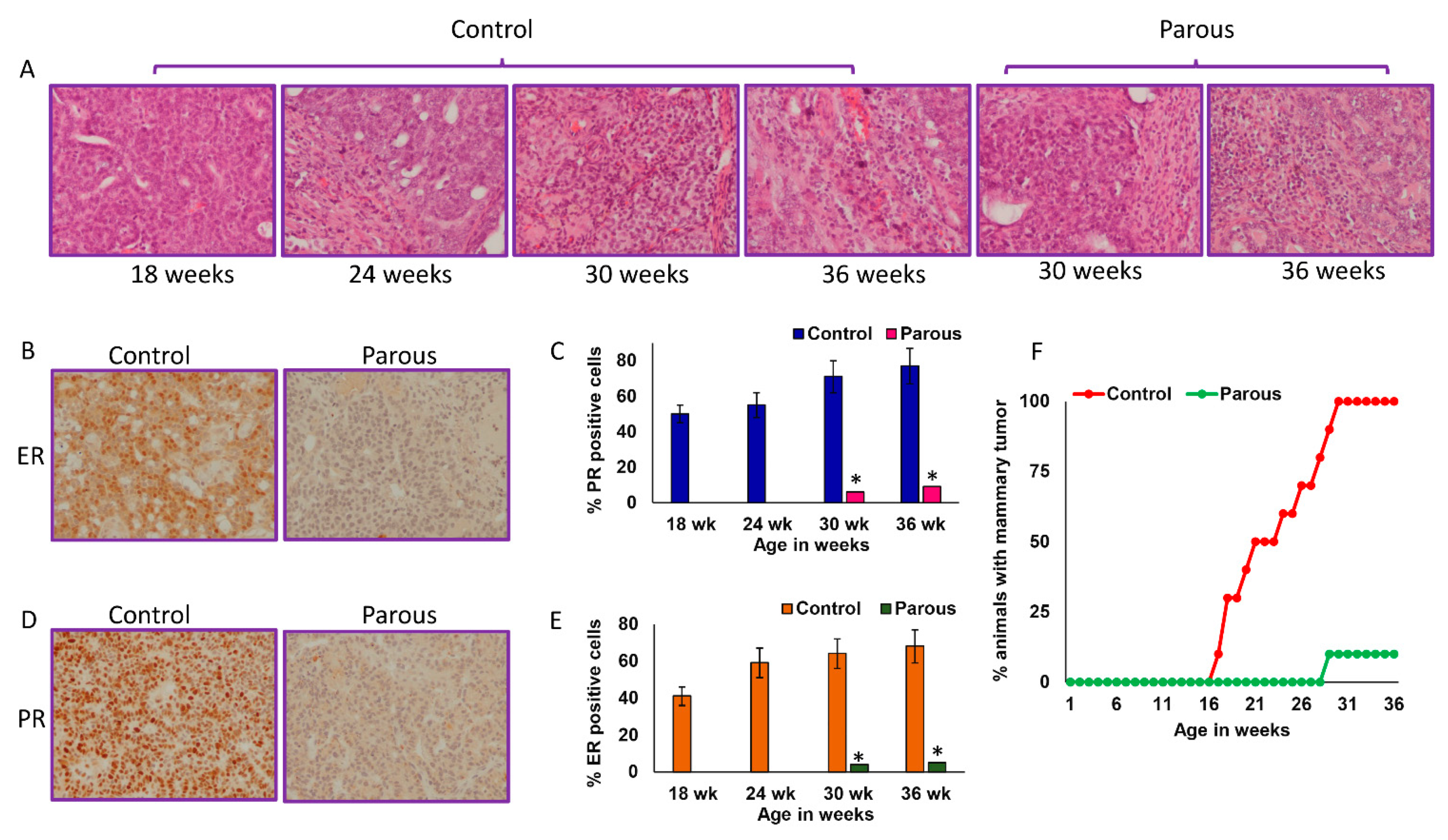 Cancers 13 03207 g002 Cancers 13 03207 g002