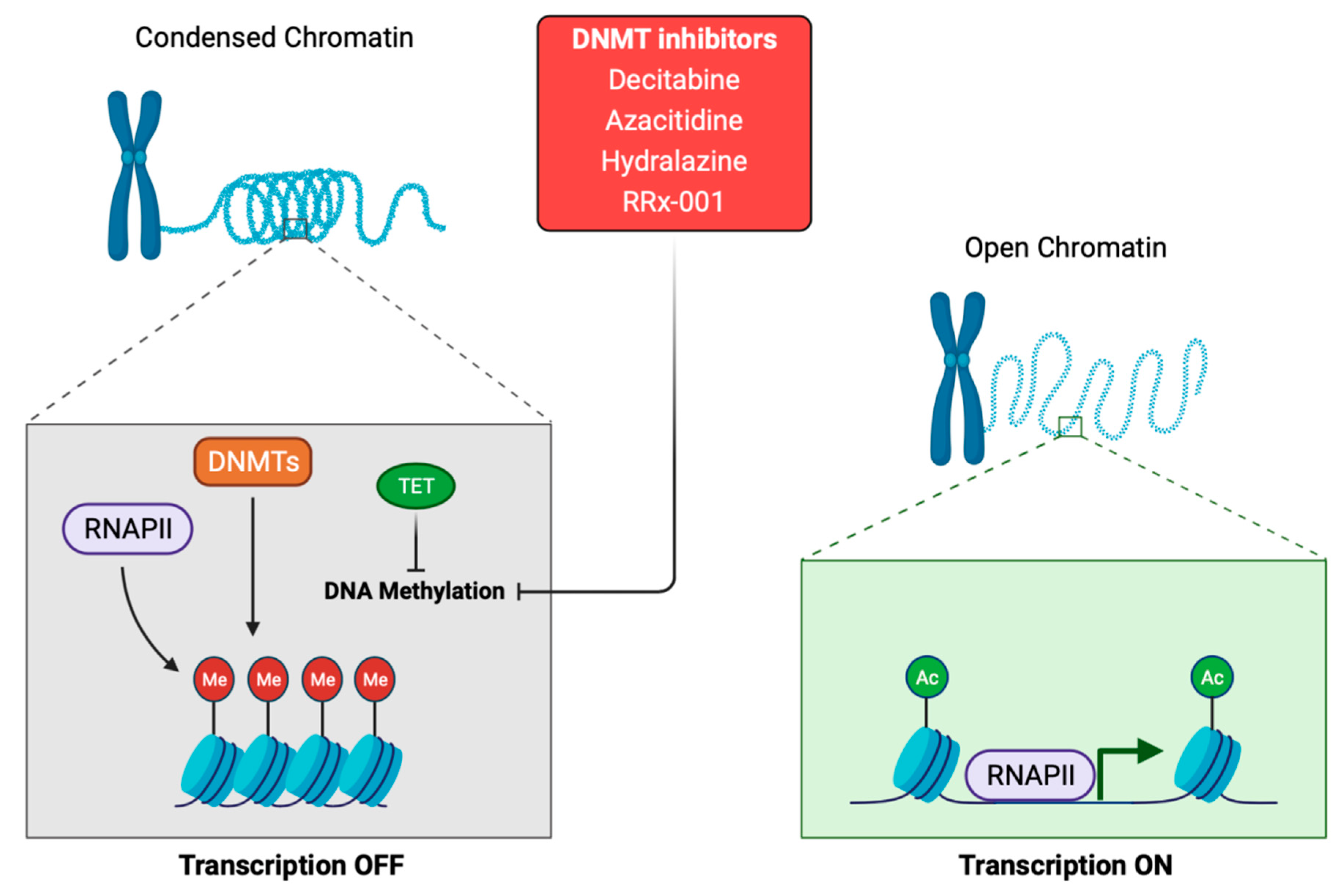 Cancers 13 03209 g001