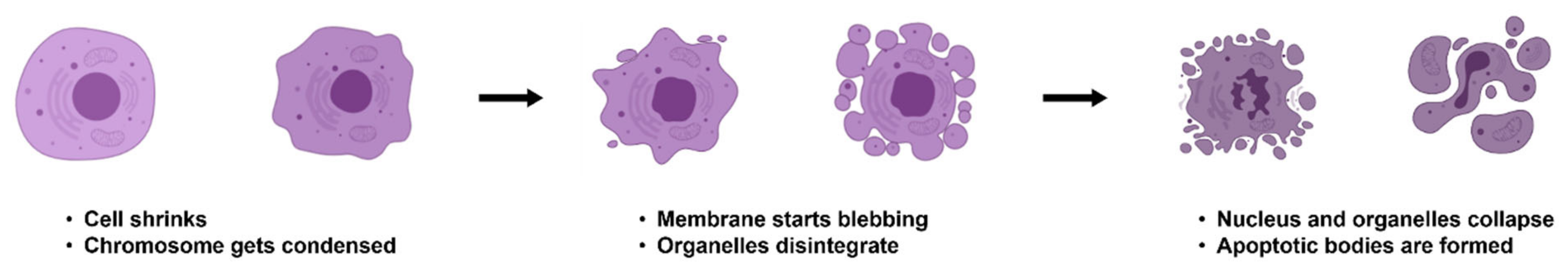 Cancers 13 03210 g001