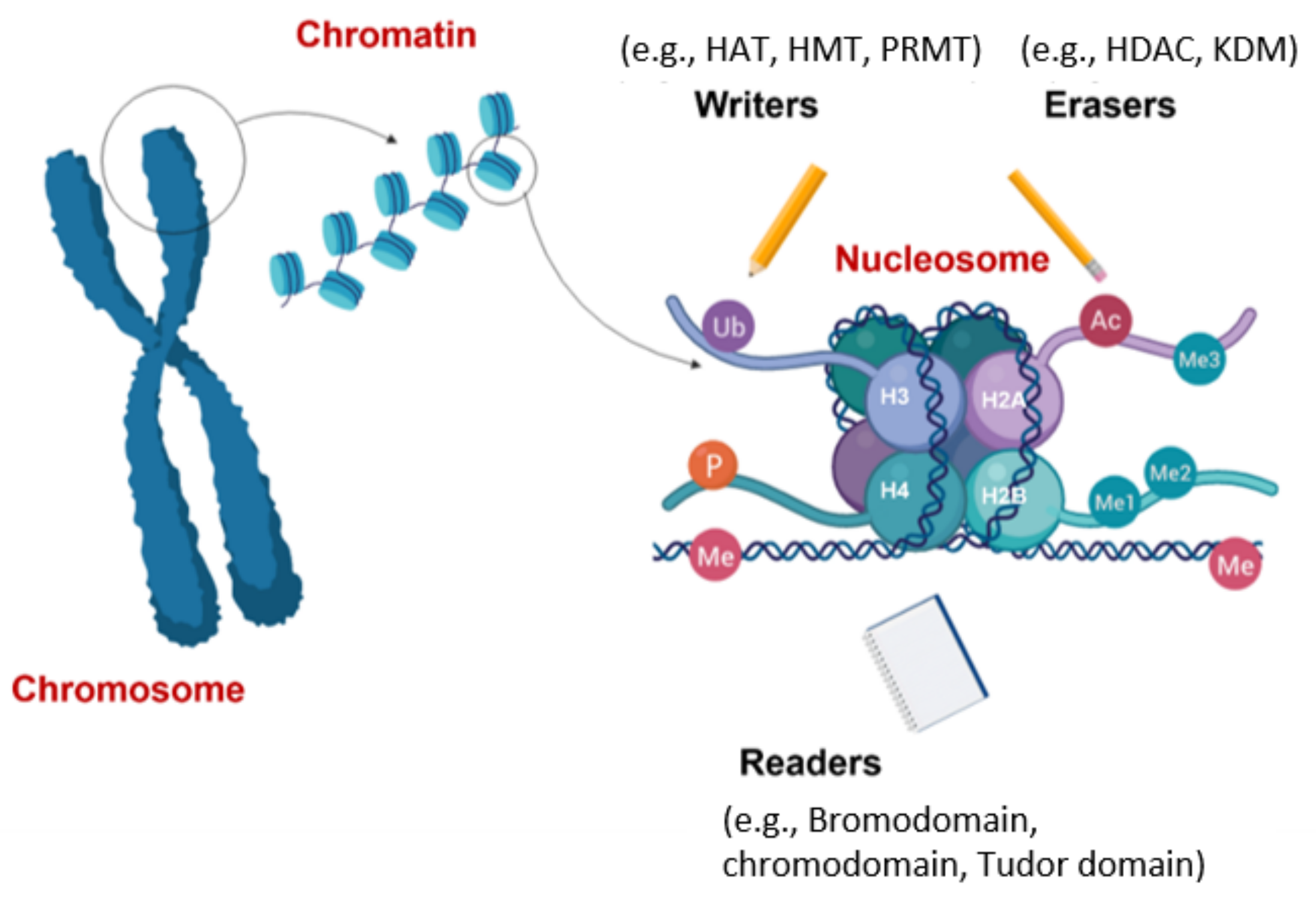 Cancers 13 03210 g003
