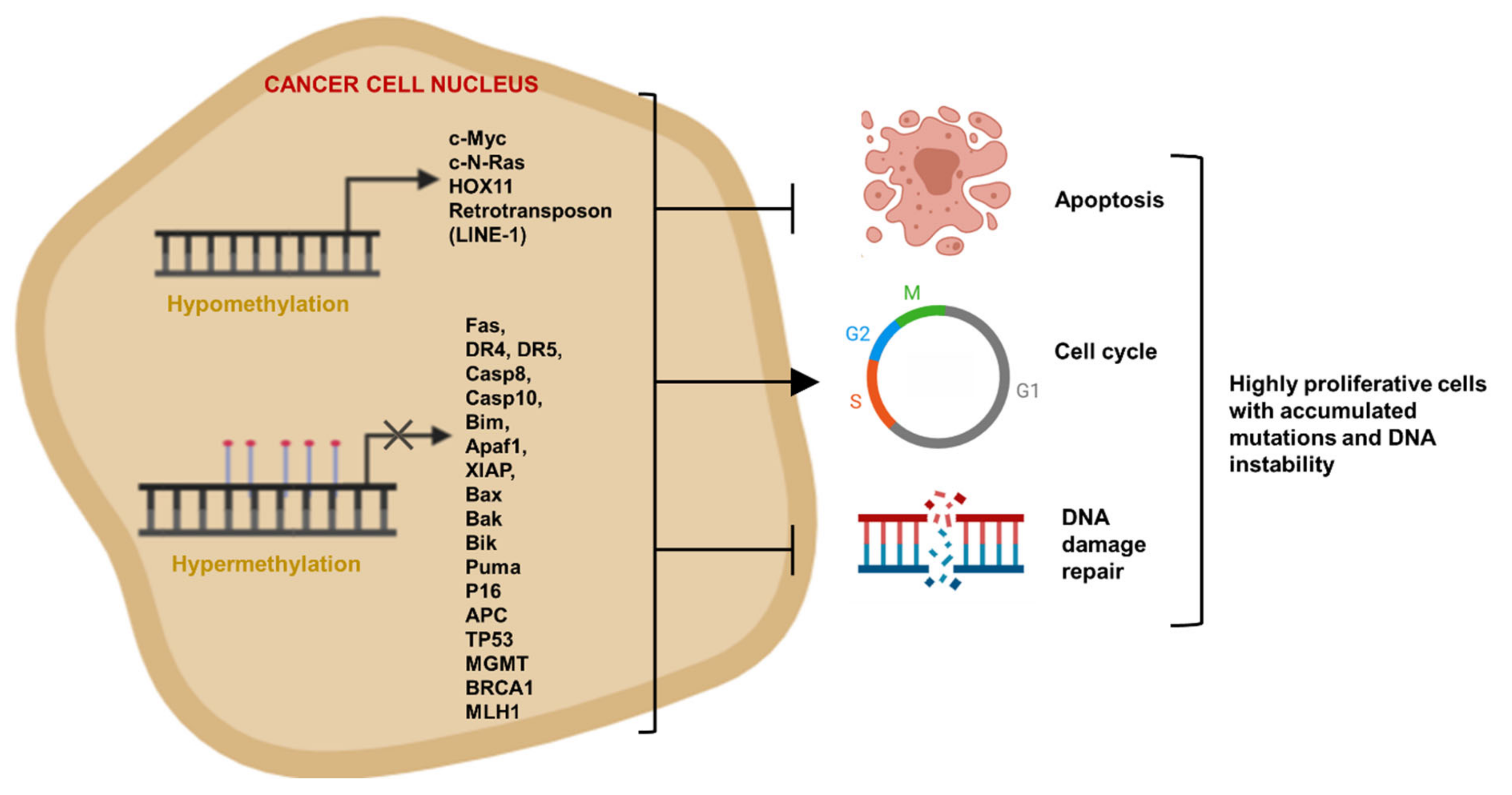 Cancers 13 03210 g006