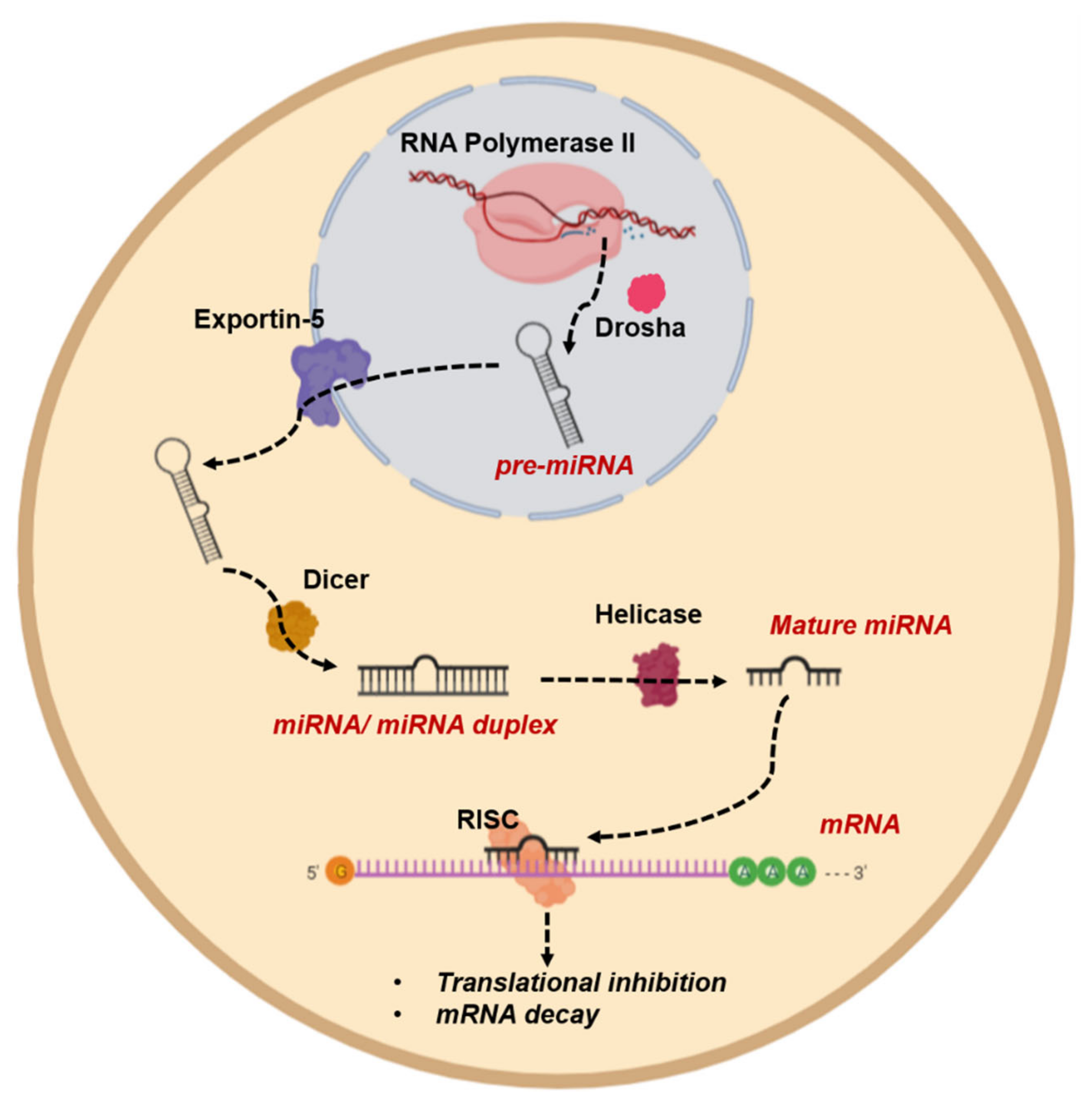 Cancers 13 03210 g008