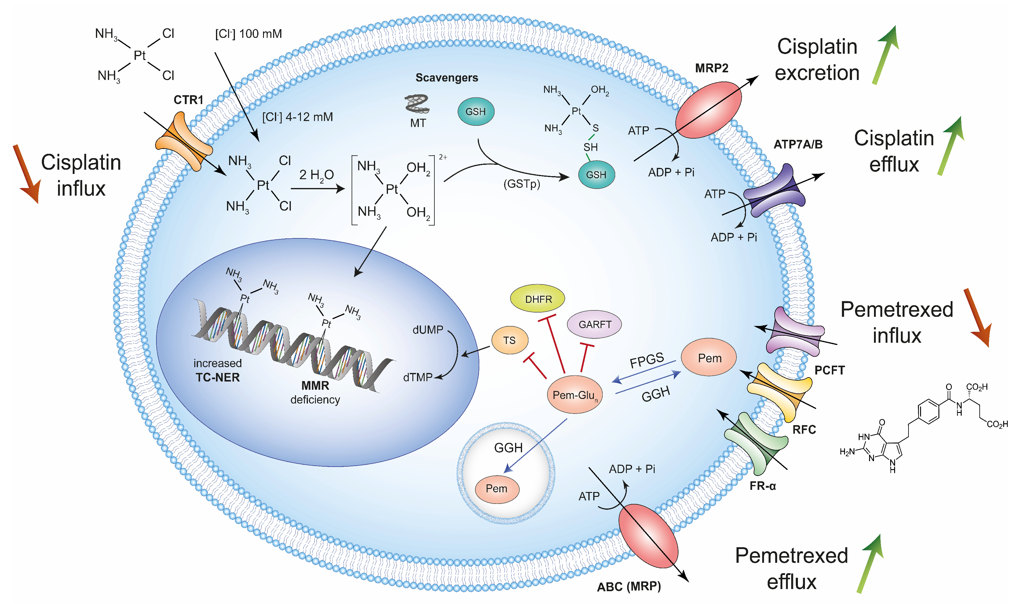 Cancers 13 03211 g002