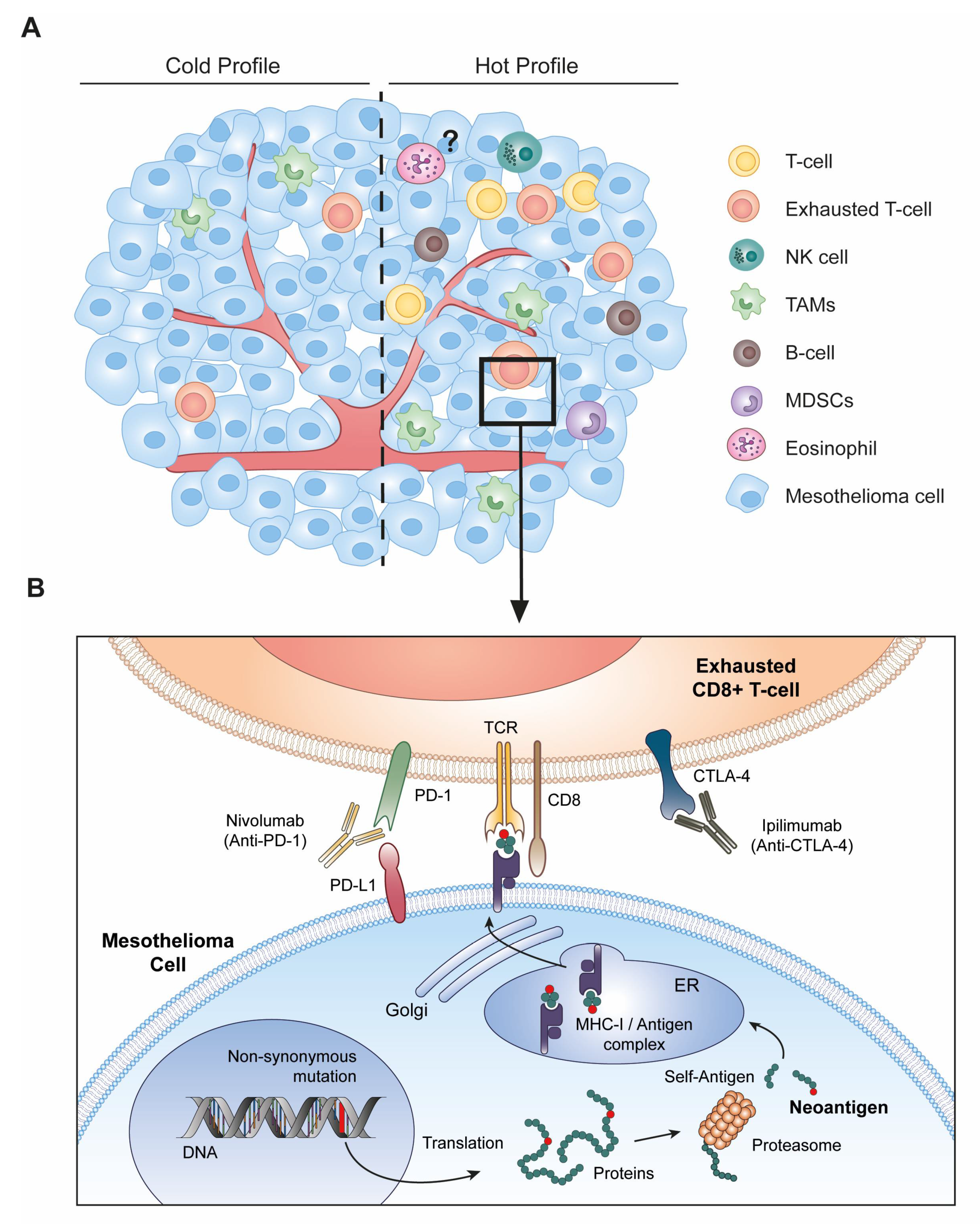 Cancers 13 03211 g003