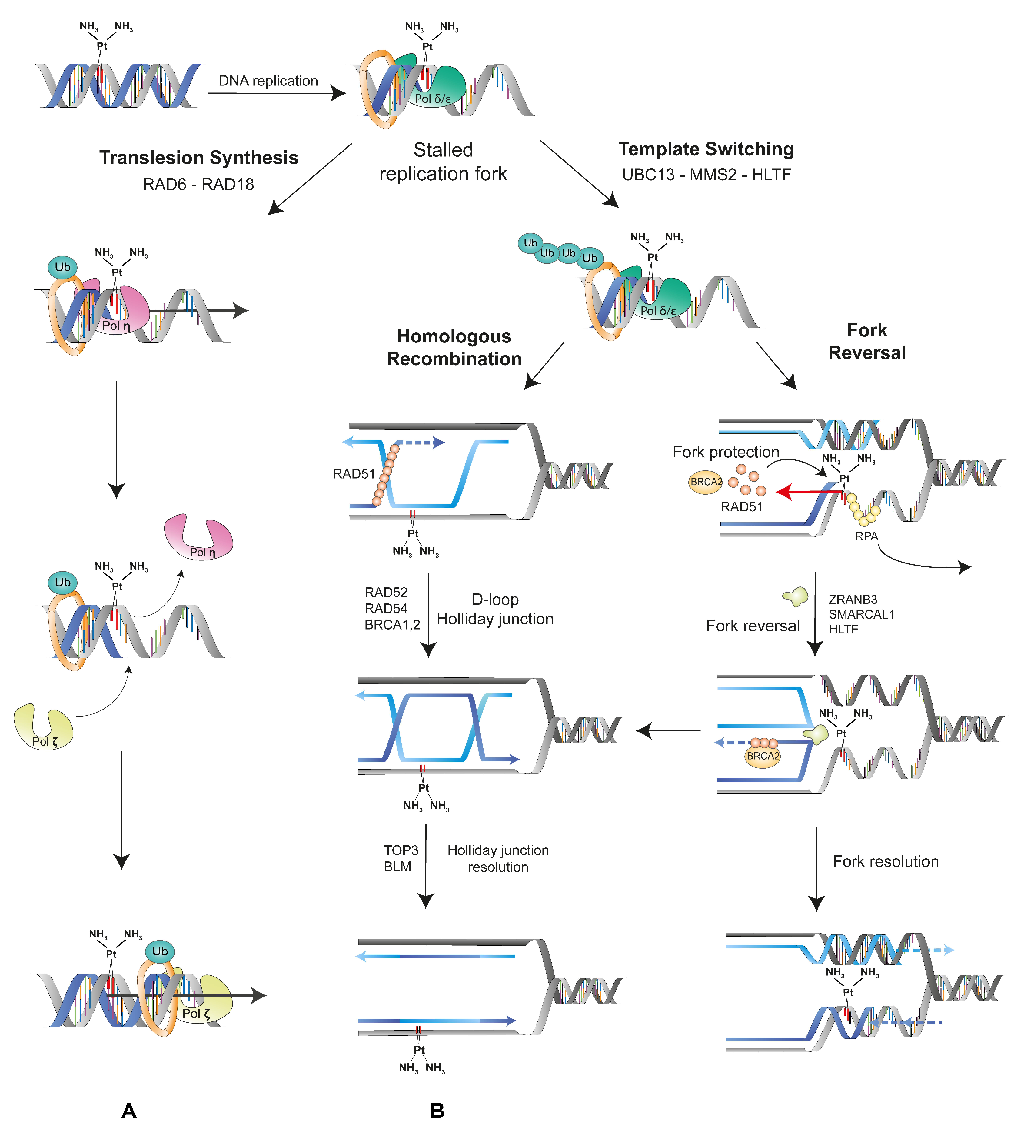 Cancers 13 03211 g004