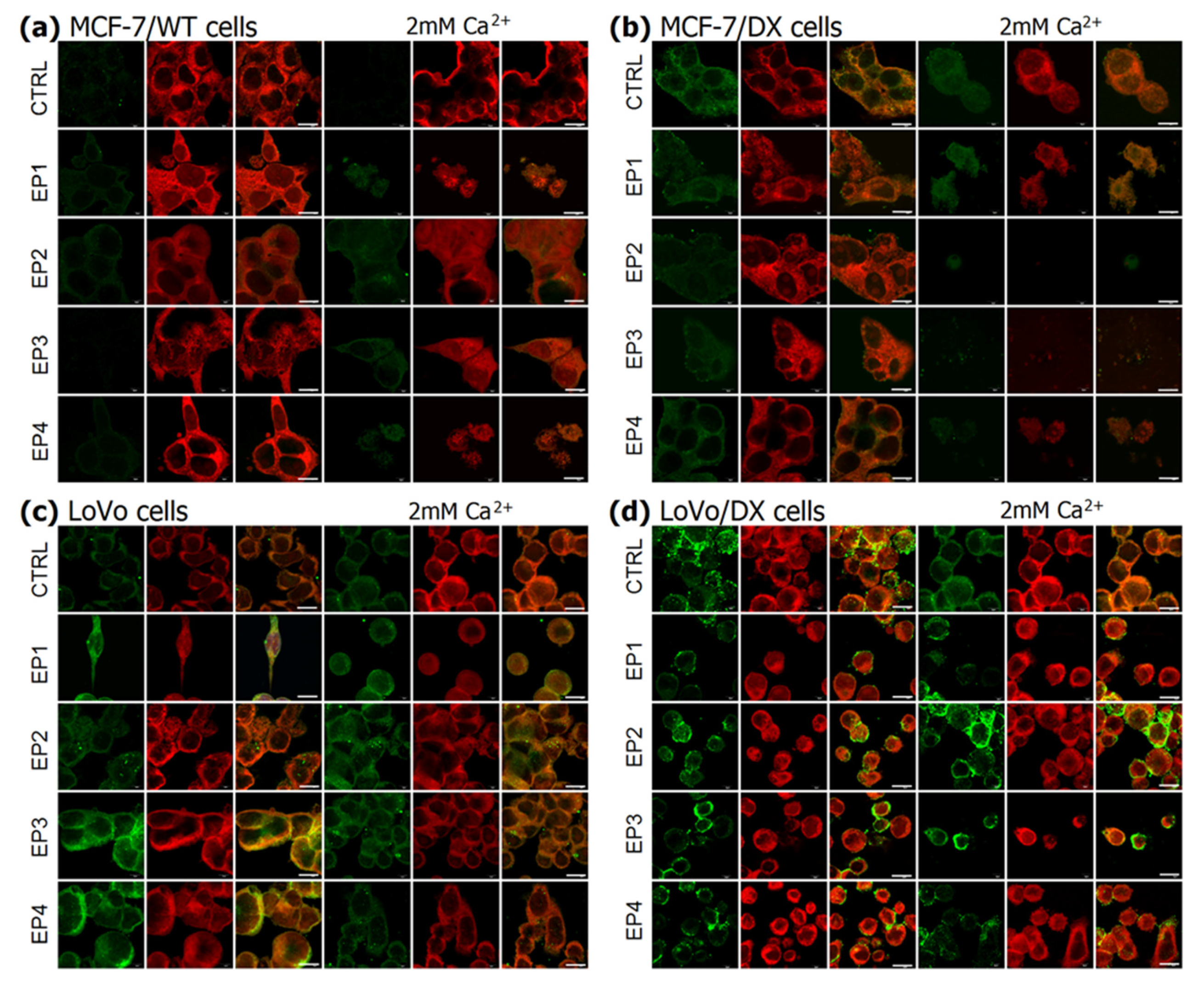 Cancers 13 03216 g005