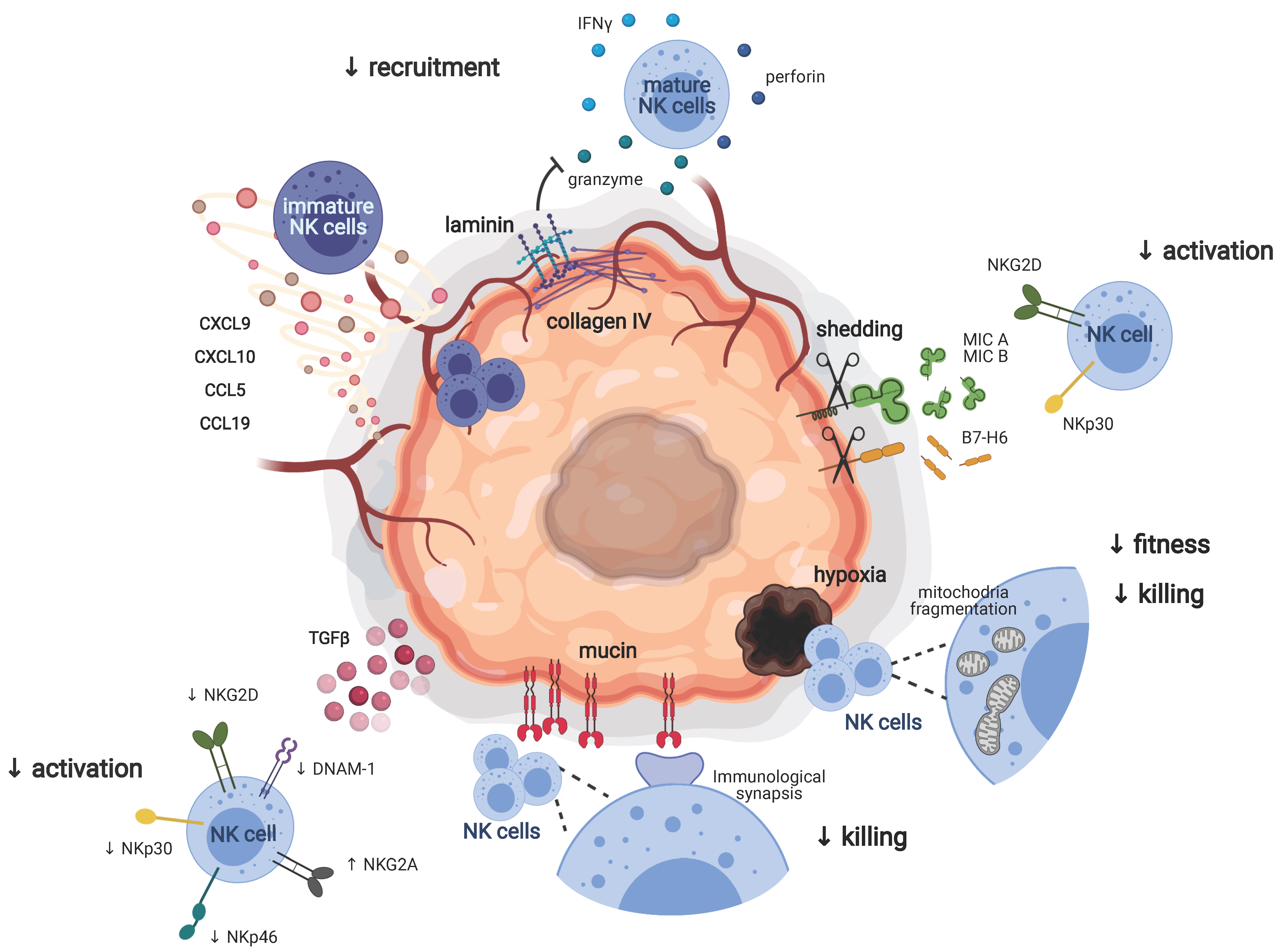 cancers free full text immune circuits to shape natural killer cells in cancer html