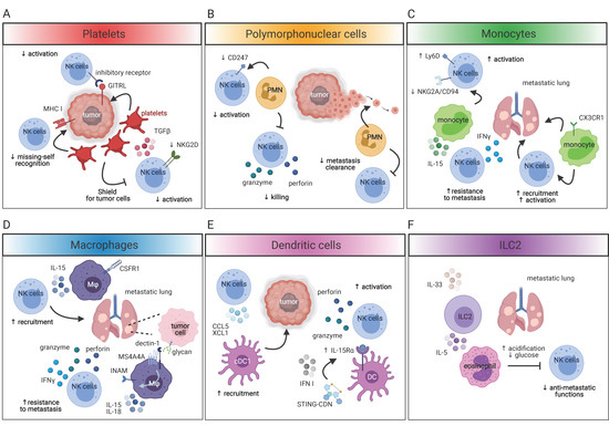 Immune Circuits to Shape Natural Killer Cells in Cancer