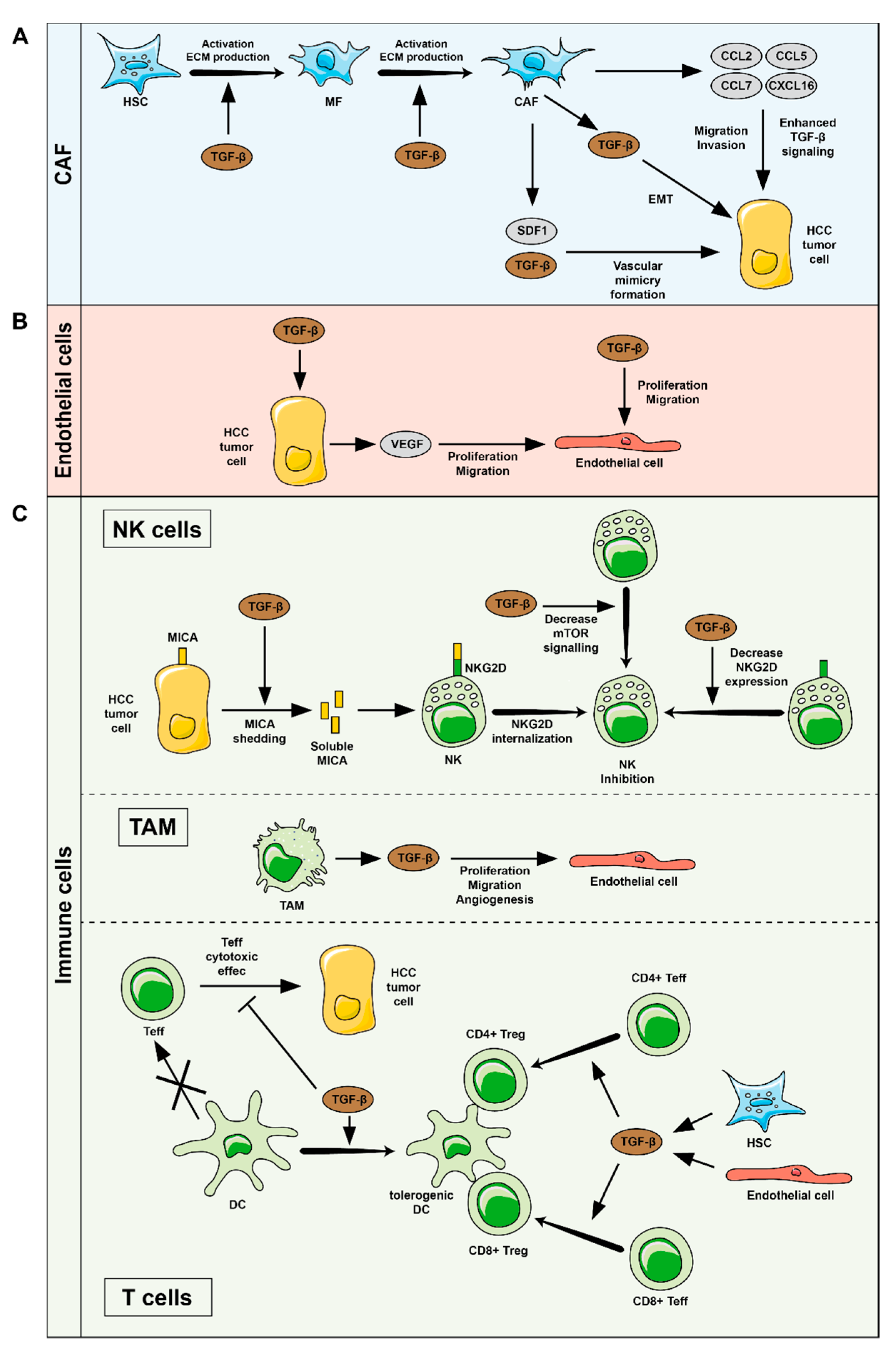 Cancers 13 03248 g002