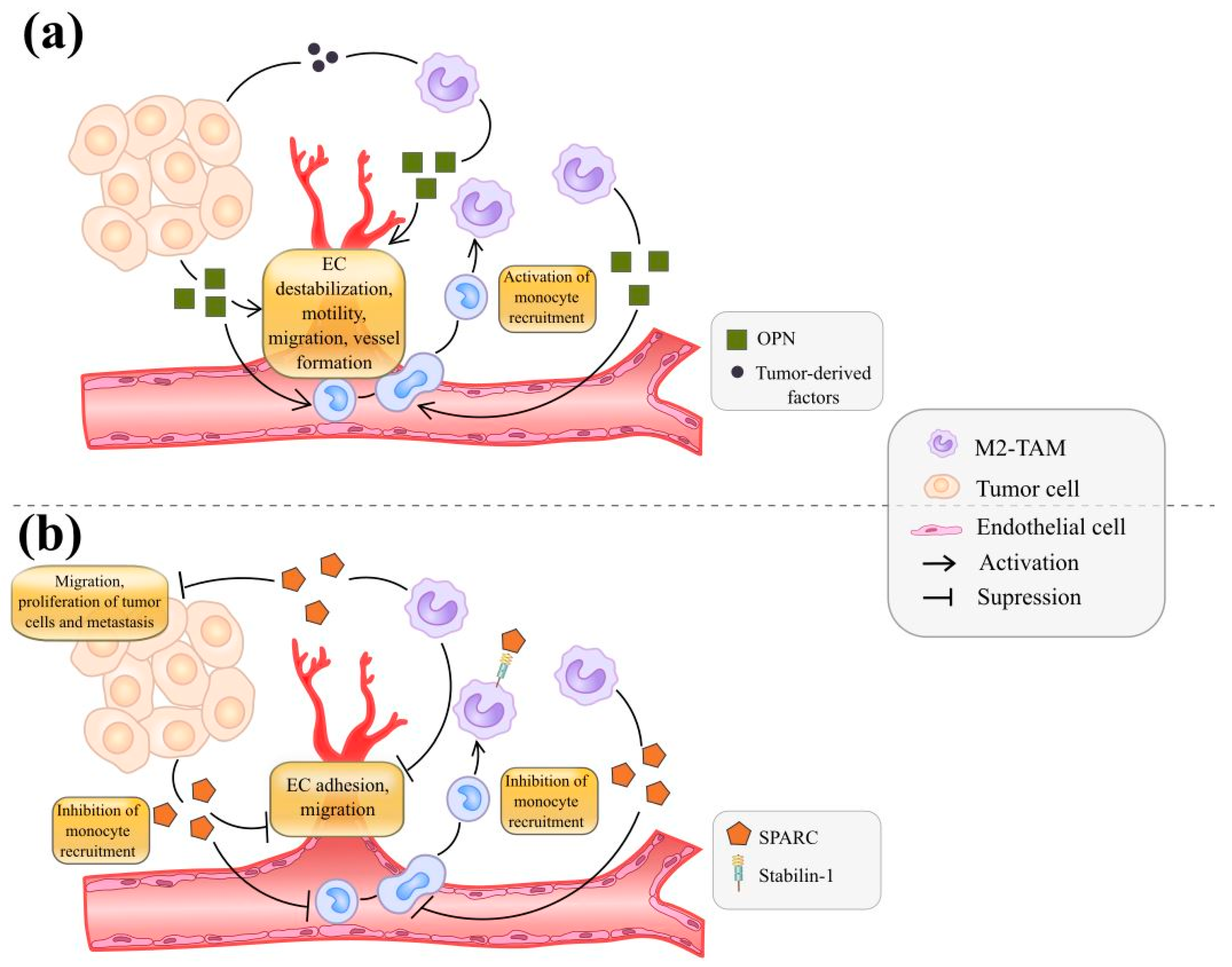Cancers | Free Full-Text | New Angiogenic Regulators Produced by TAMs:  Perspective for Targeting Tumor Angiogenesis