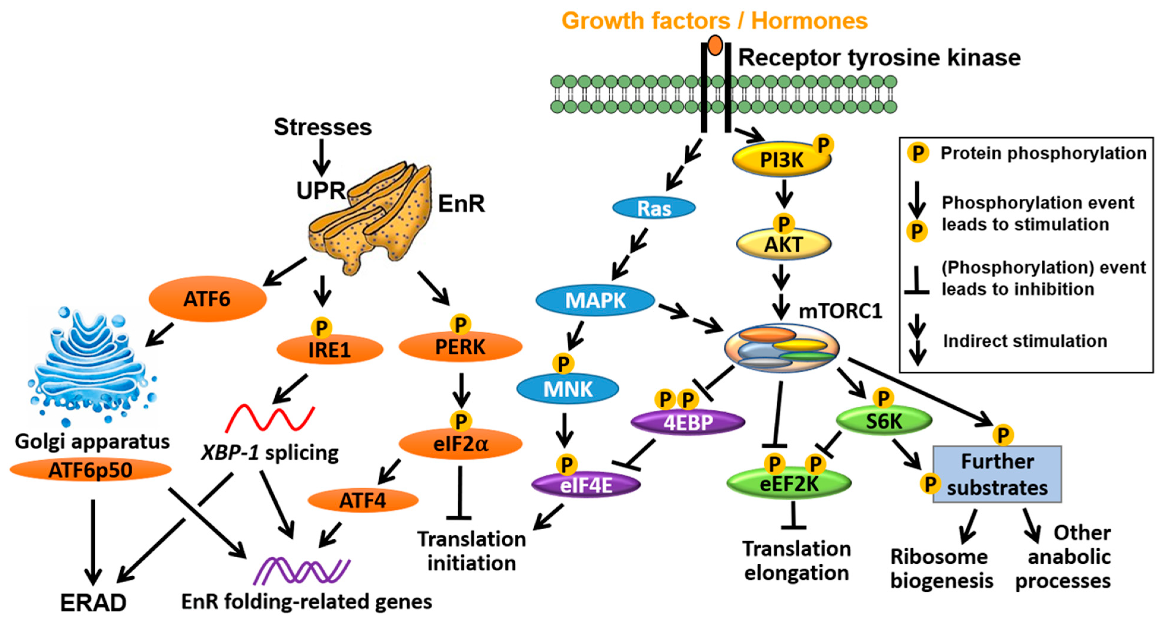 Cancers 13 03254 g002