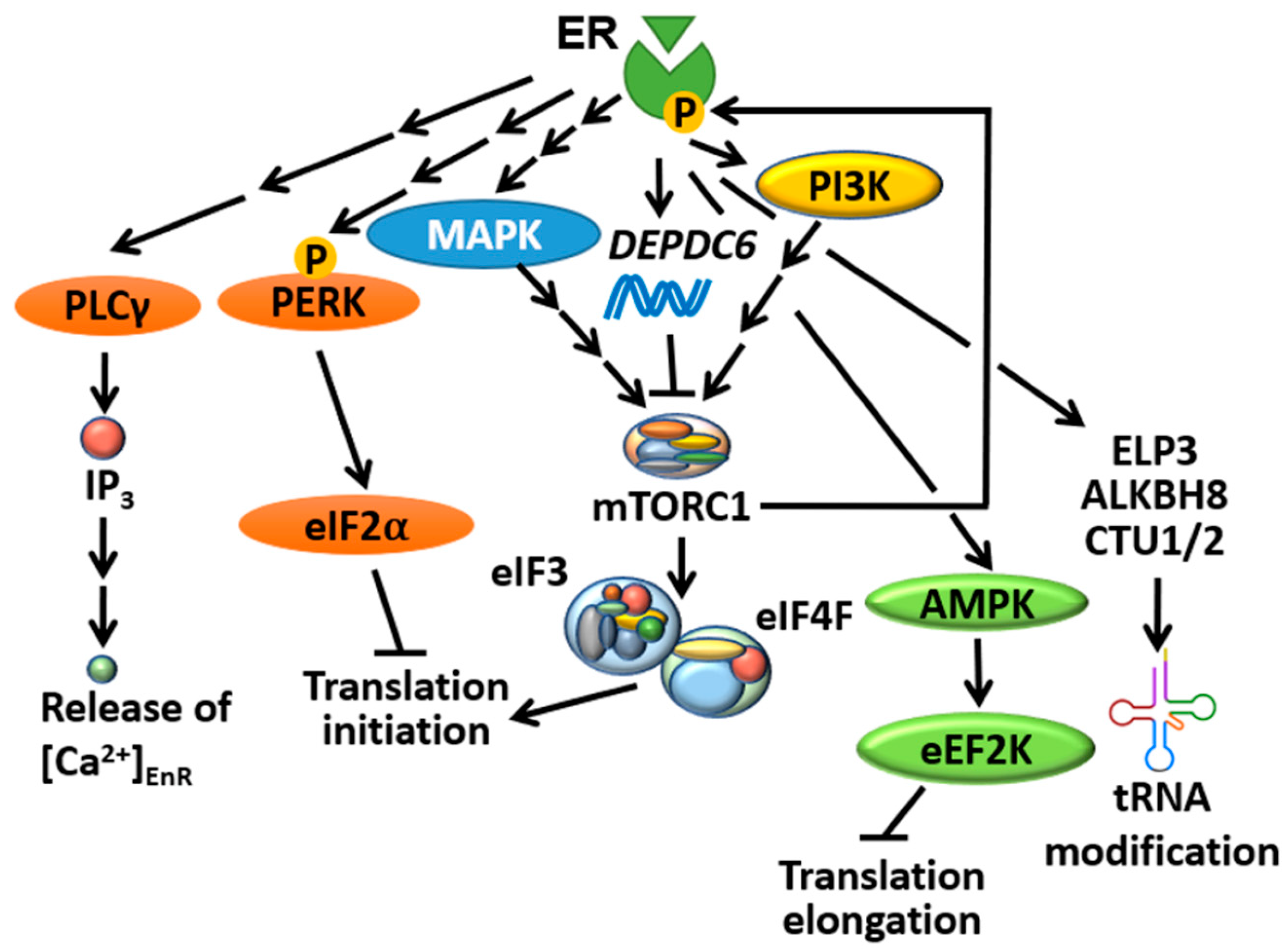 Cancers 13 03254 g003