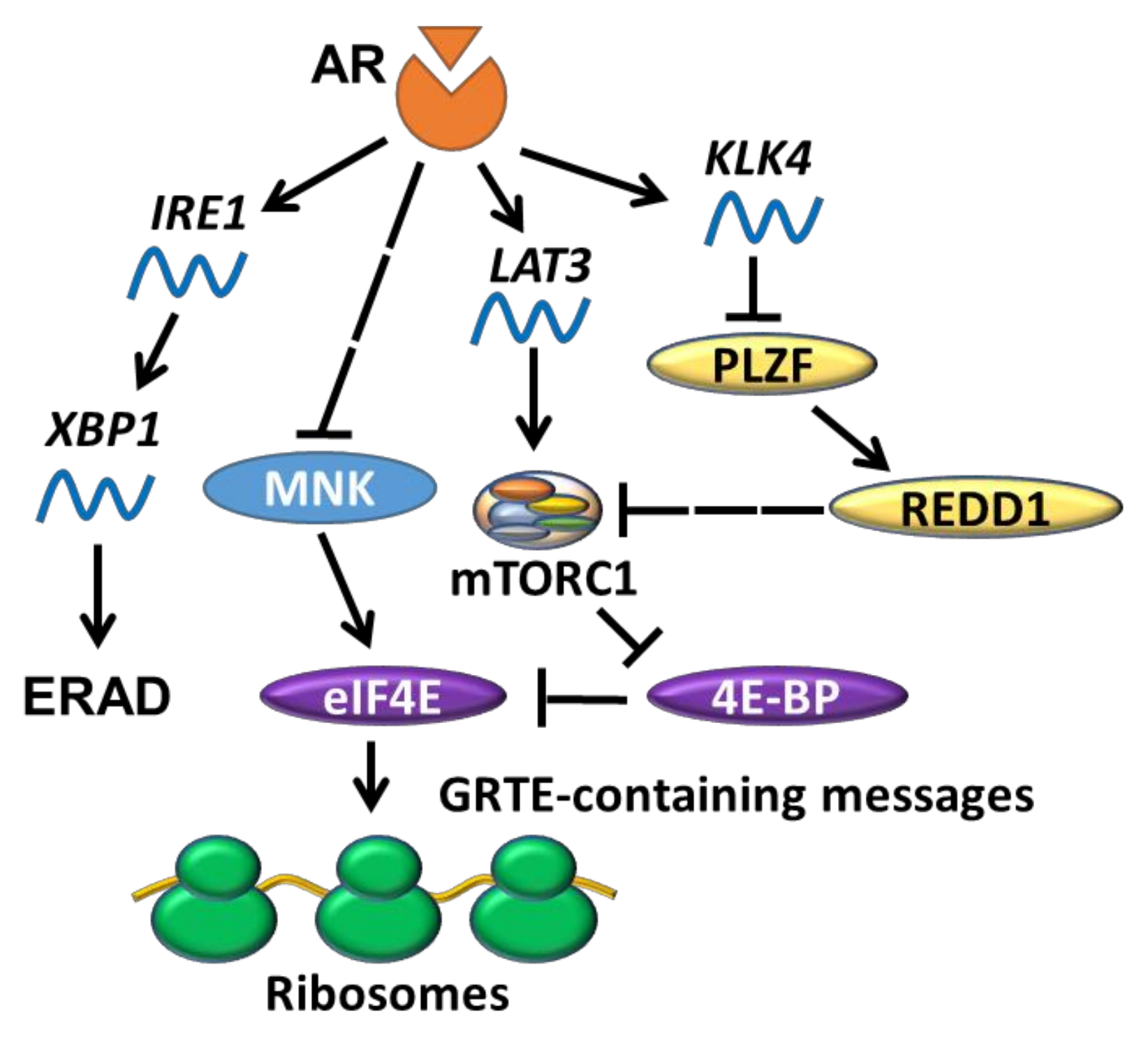 Cancers 13 03254 g004