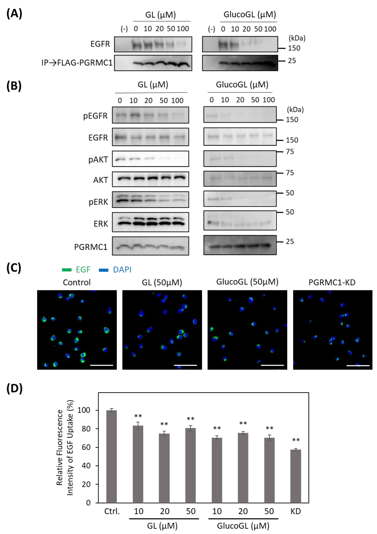 Cancers 13 03265 g004