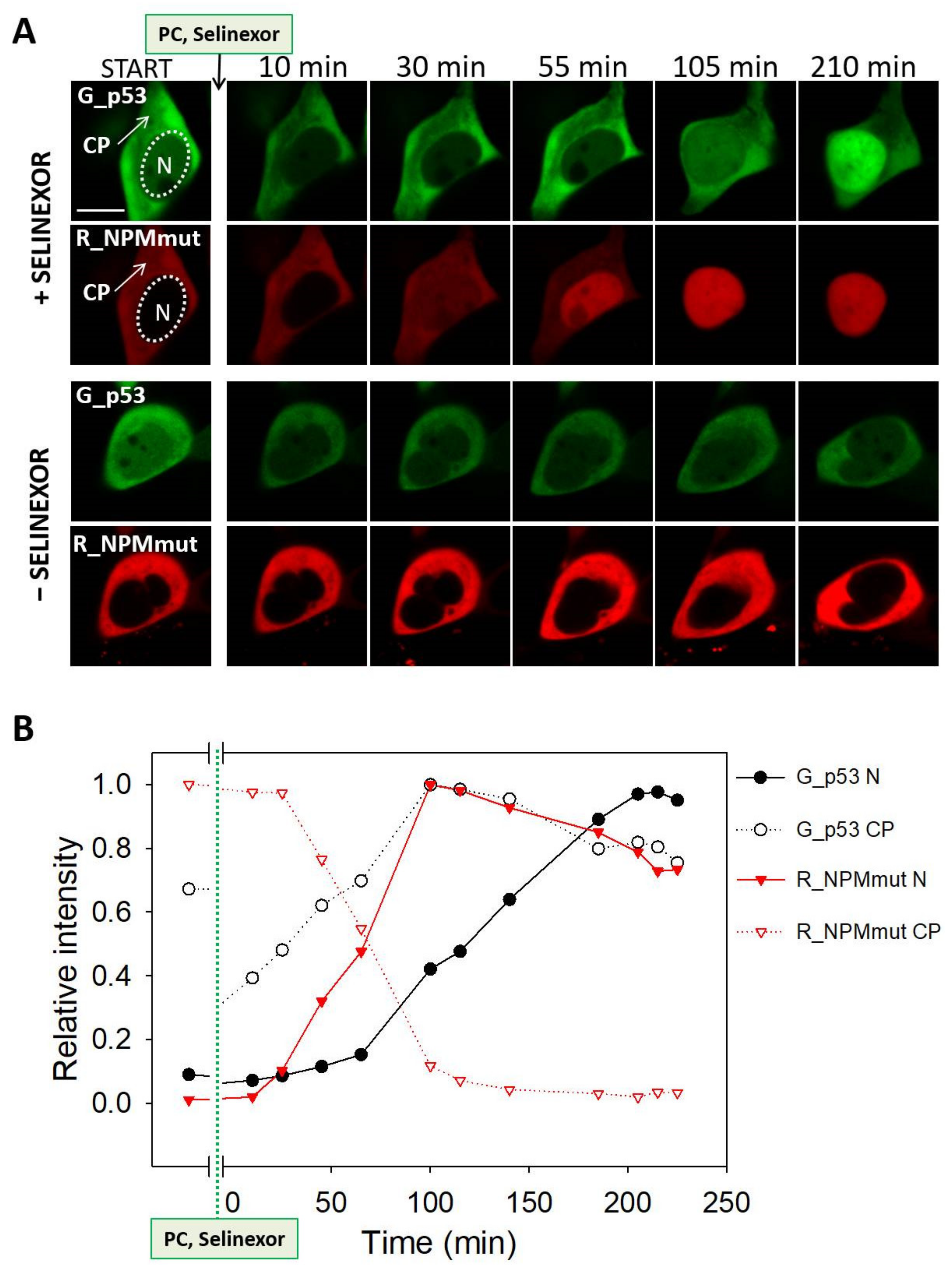 Cancers 13 03266 g008