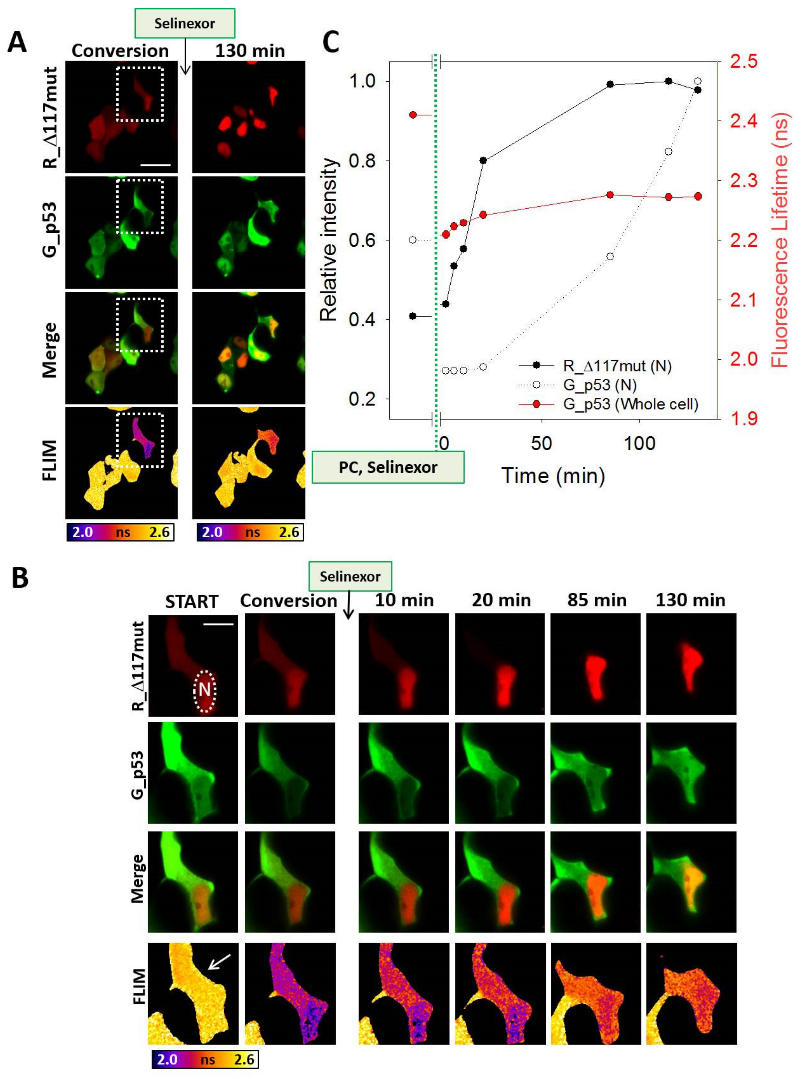 Cancers 13 03266 g010