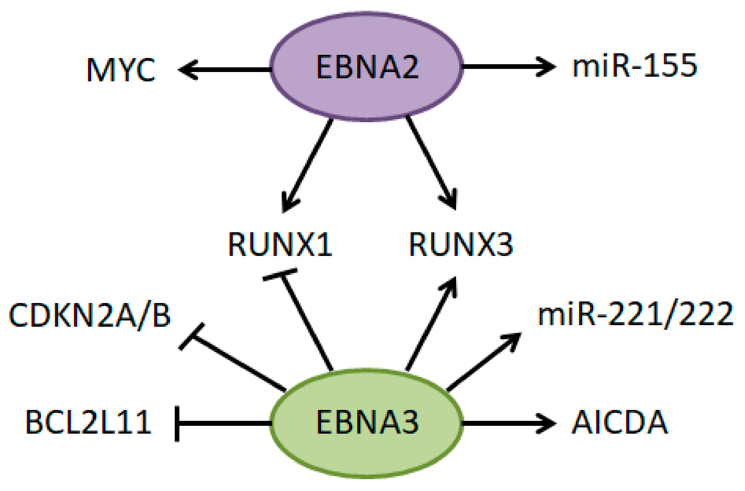 Cancers Free Full Text Enhancing B Cell Malignancies On Repurposing Enhancer Activity Towards Cancer Html Cancers Free Full Text Enhancing B Cell Malignancies On Repurposing Enhancer Activity Towards Cancer Html
