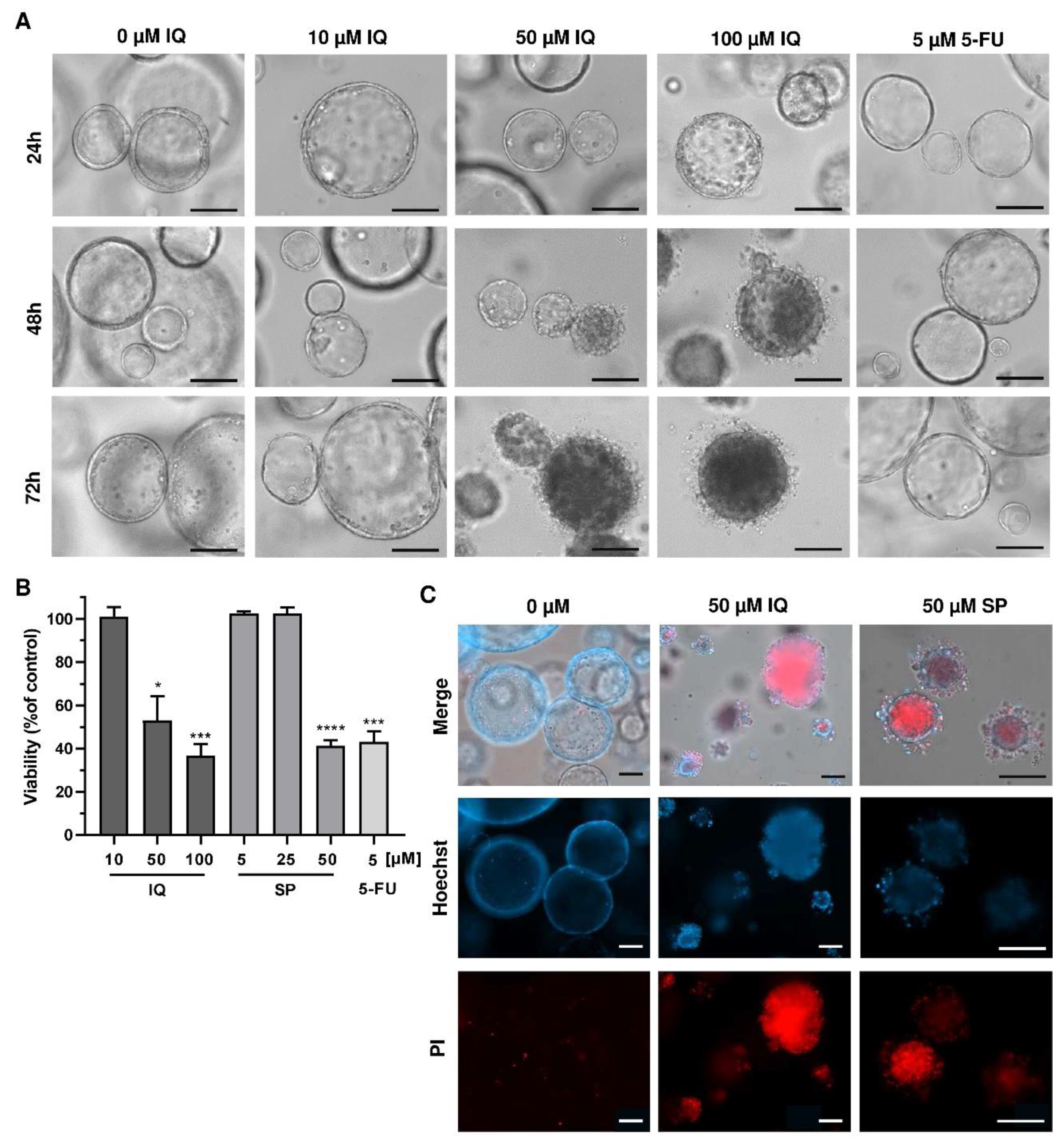 Cancers 13 03282 g008