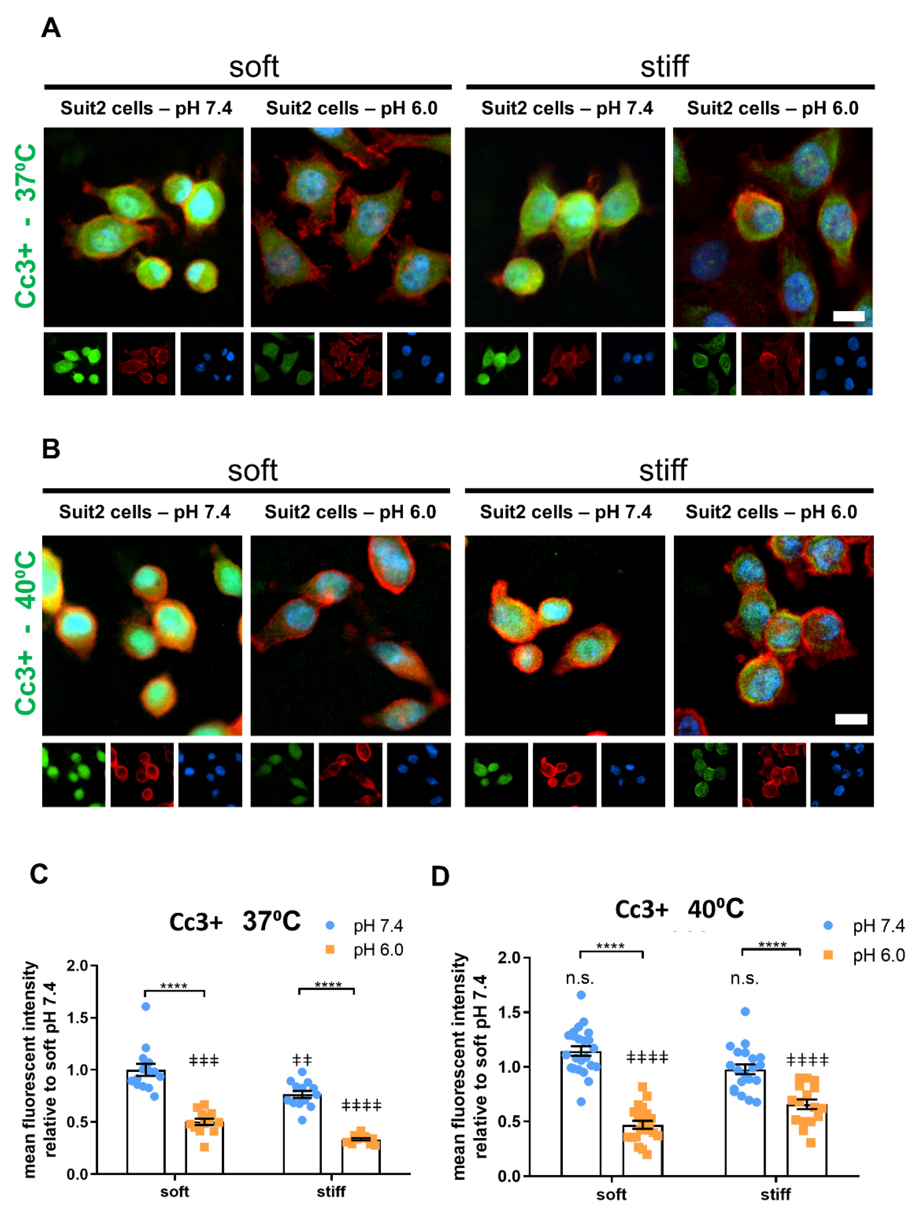 Cancers 13 03286 g004