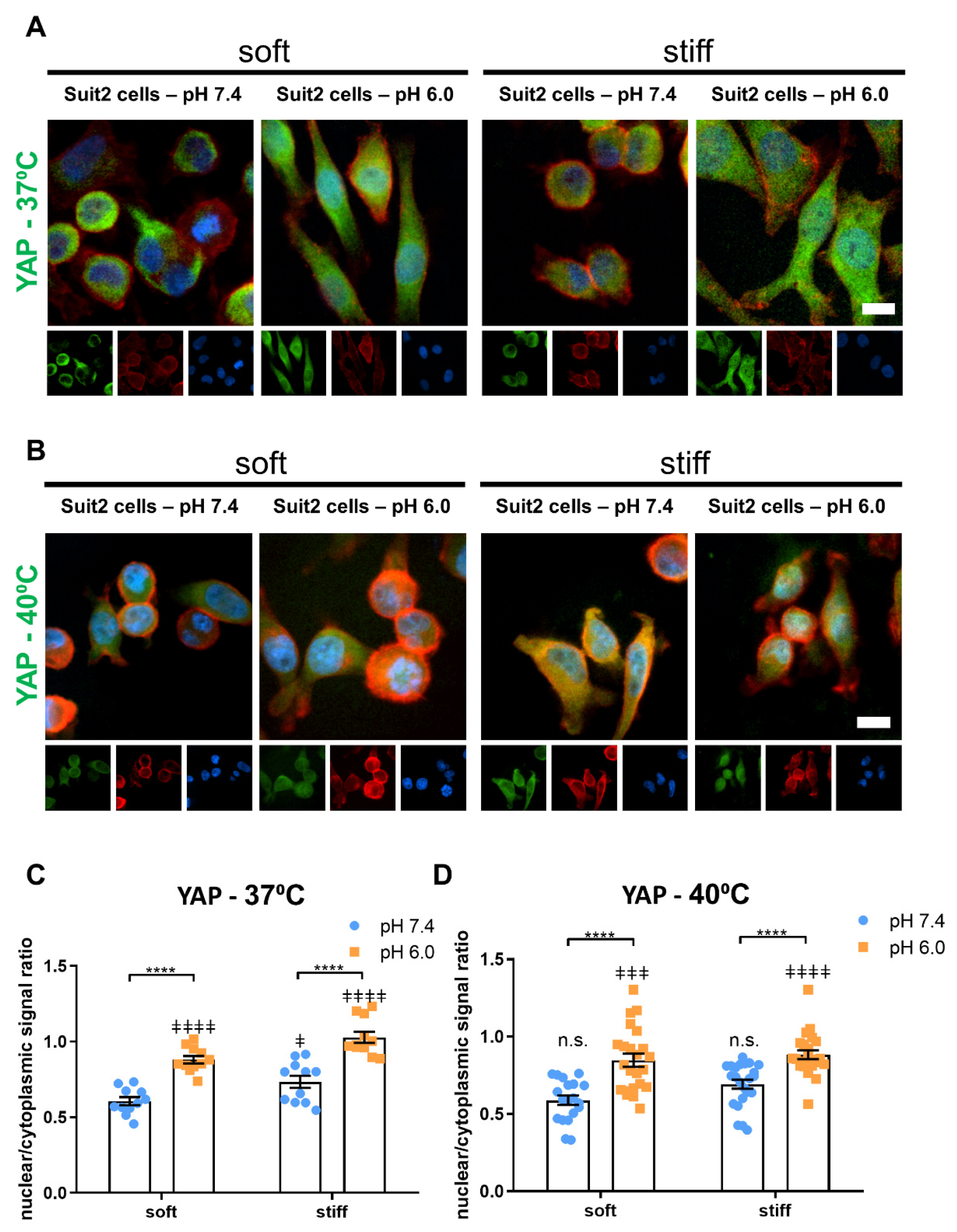 Cancers 13 03286 g005