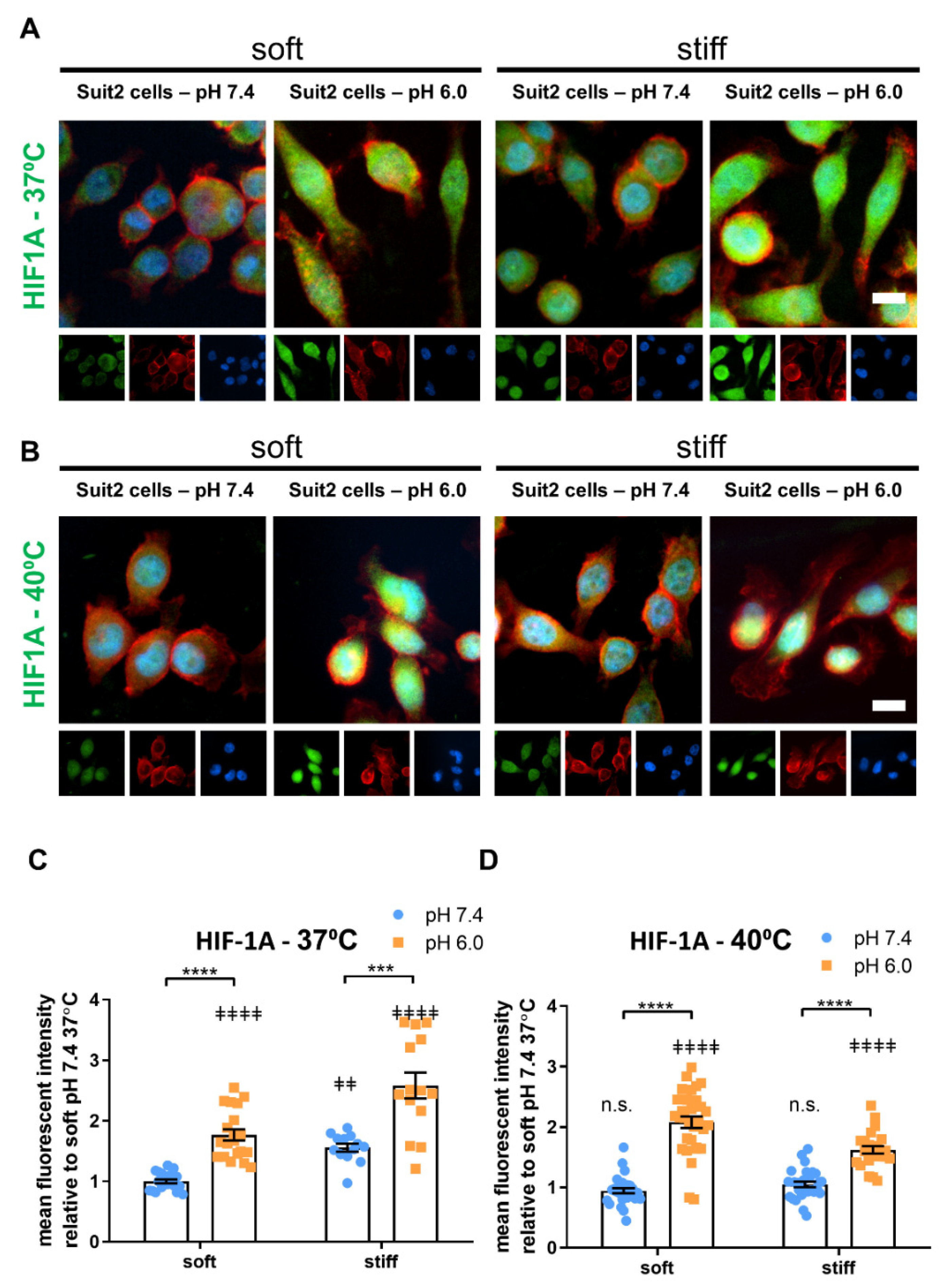 Cancers 13 03286 g006