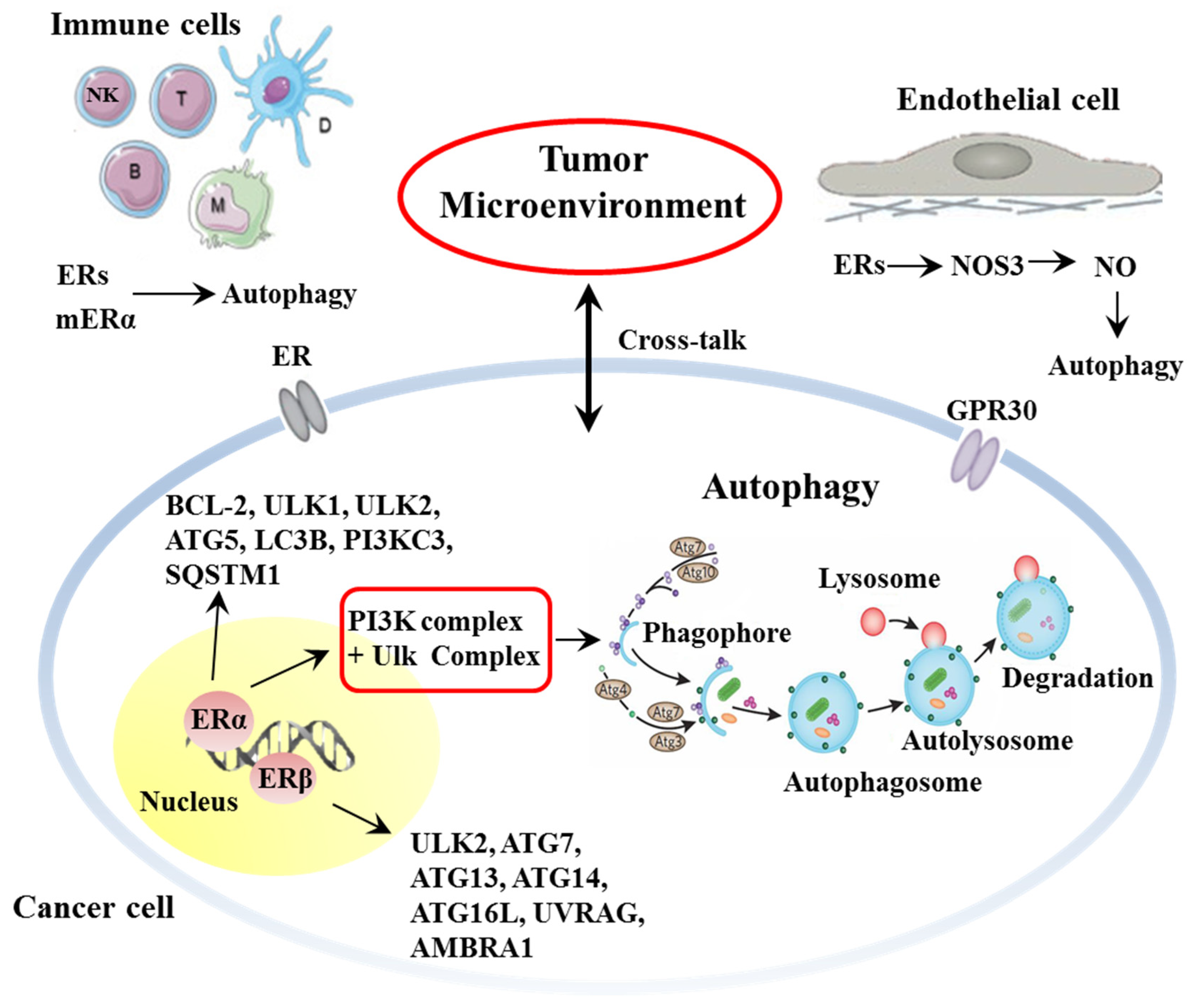 Cancers 13 03287 g002 Cancers 13 03287 g002