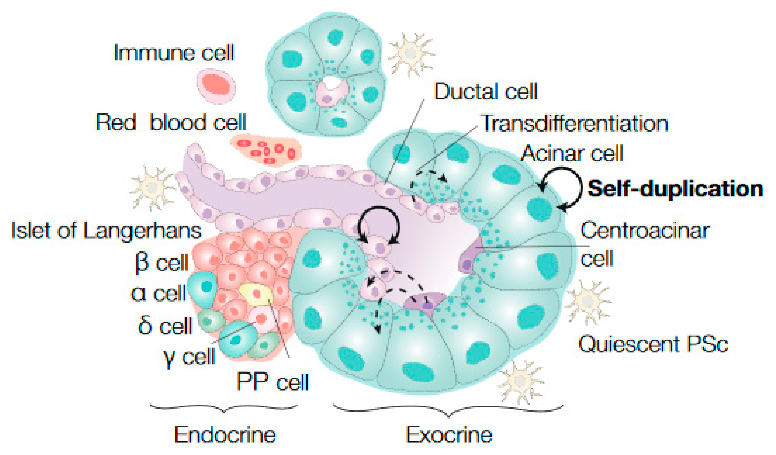 Cancers Free Full Text Stem Cells In The Exocrine Pancreas During Homeostasis Injury And Cancer Cancers Free Full Text Stem Cells In The Exocrine Pancreas During Homeostasis Injury And Cancer