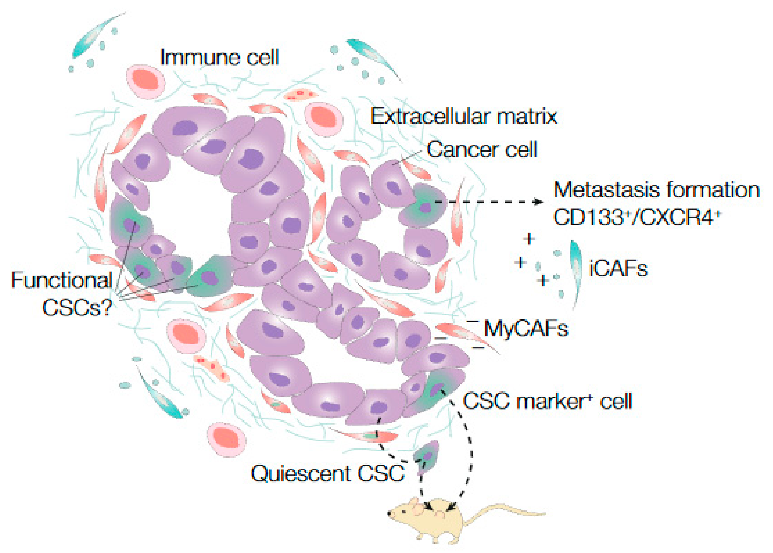 Cancers 13 03295 g003