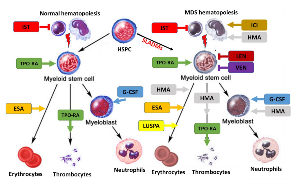 Cancers 13 03296 g004
