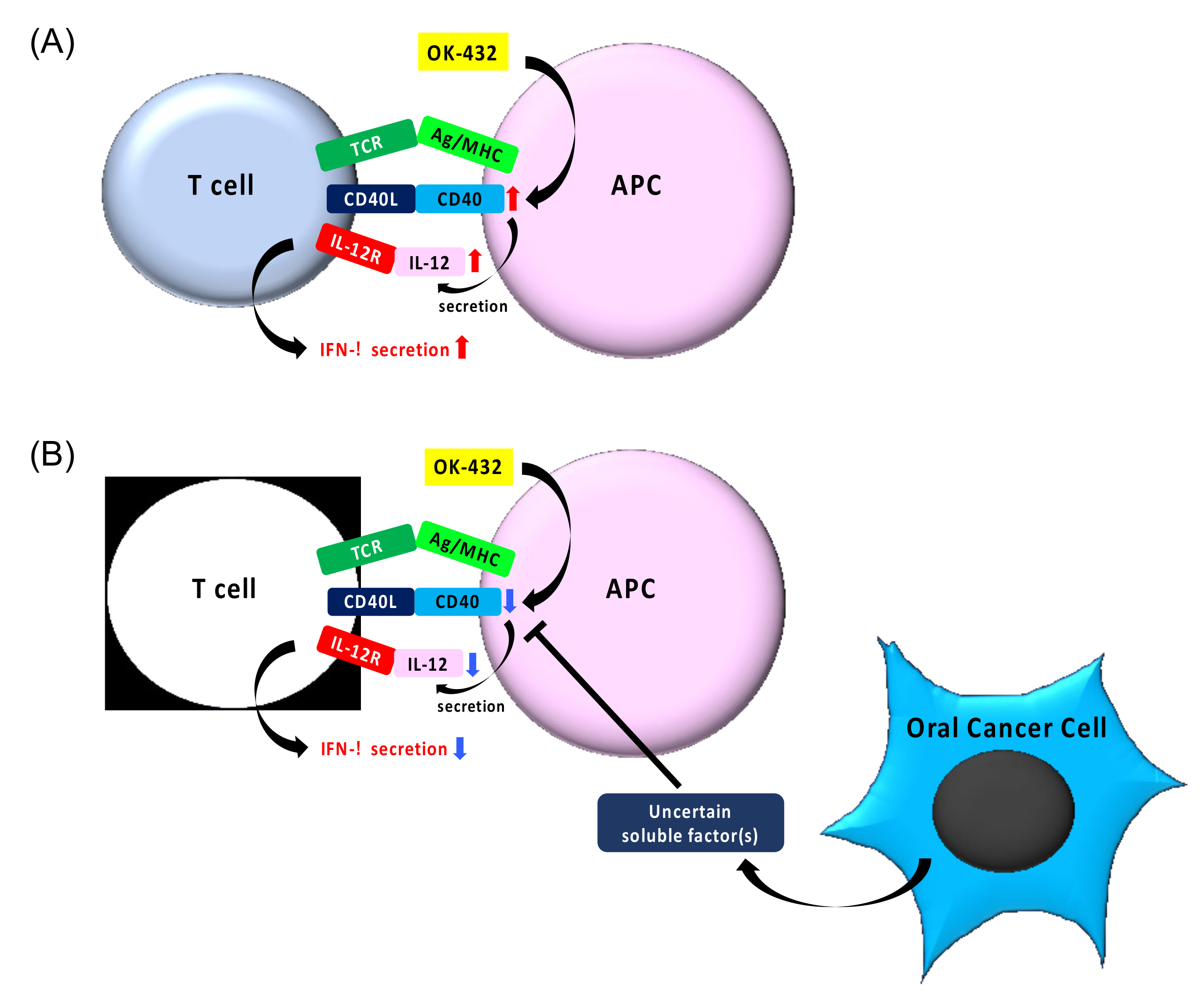 Cancers 13 03301 g008 Cancers 13 03301 g008