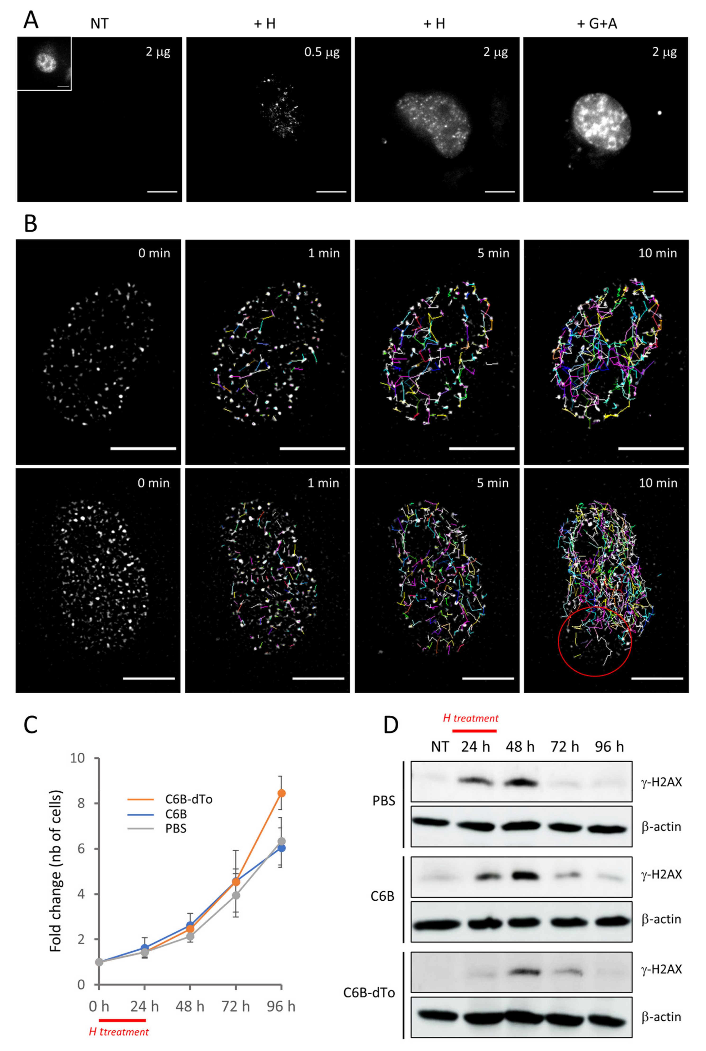 Cancers Free Full Text A Novel Nanobody Precisely Visualizes Phosphorylated Histone H2ax In Living Cancer Cells Under Drug Induced Replication Stress Html