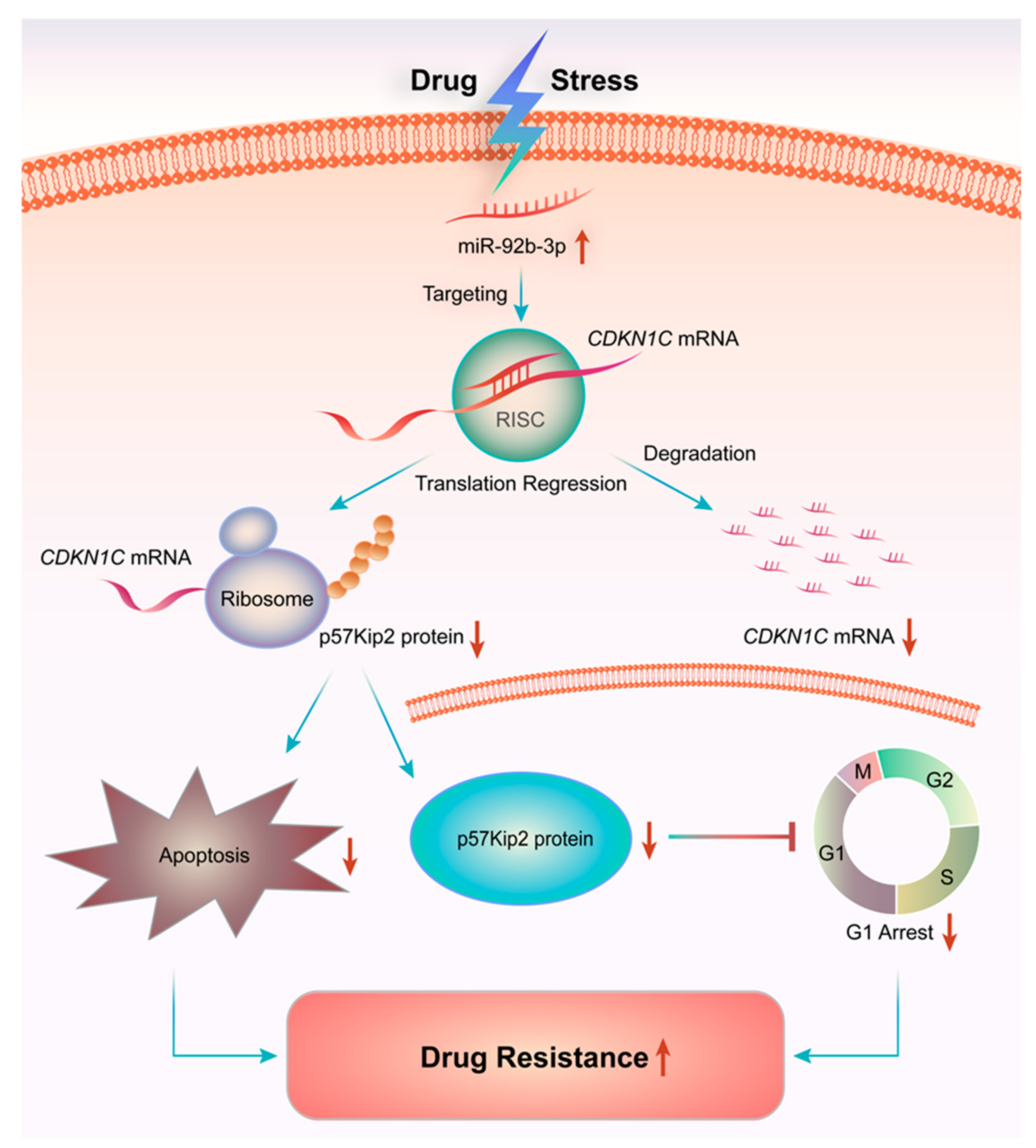 Cancers 13 03323 g008