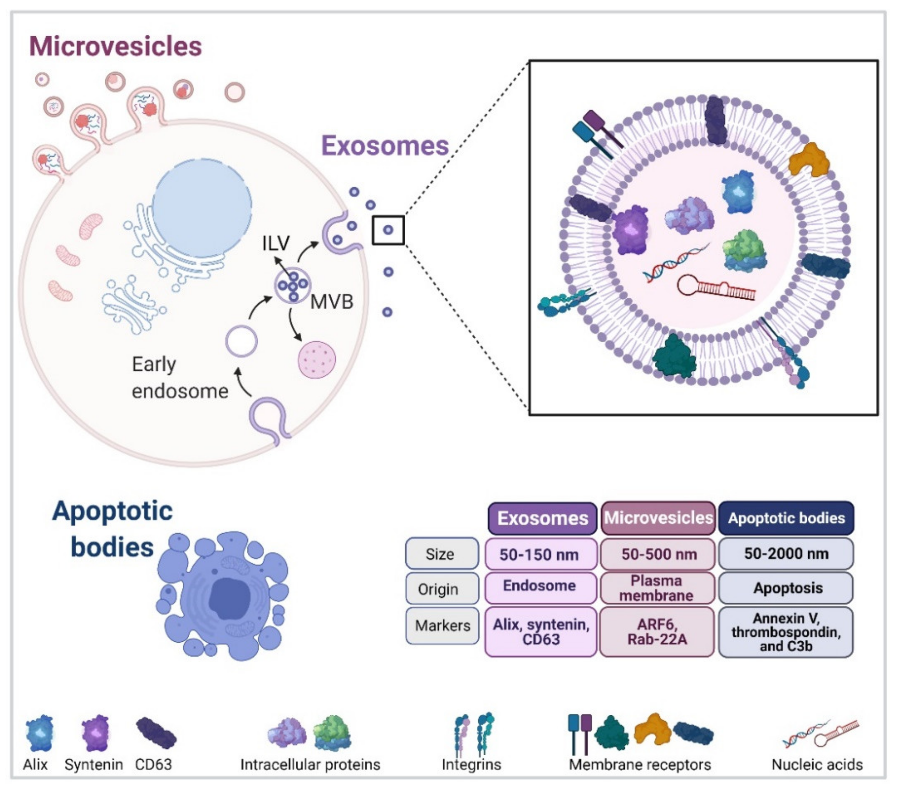Cancers 13 03324 g001