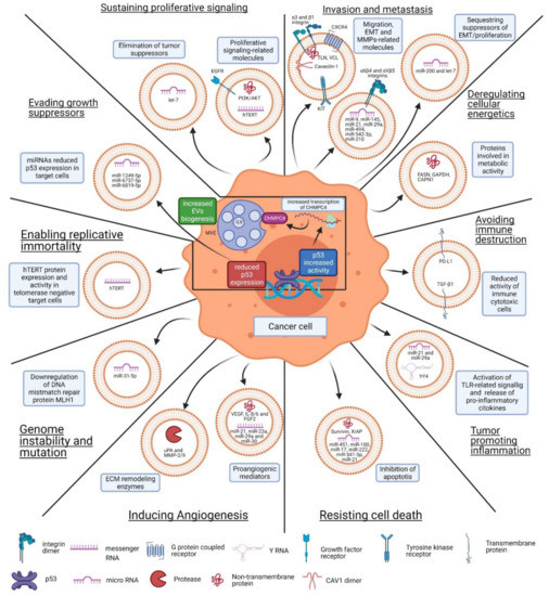 Extracellular Vesicles as Mediators of Cancer Disease and as ...
