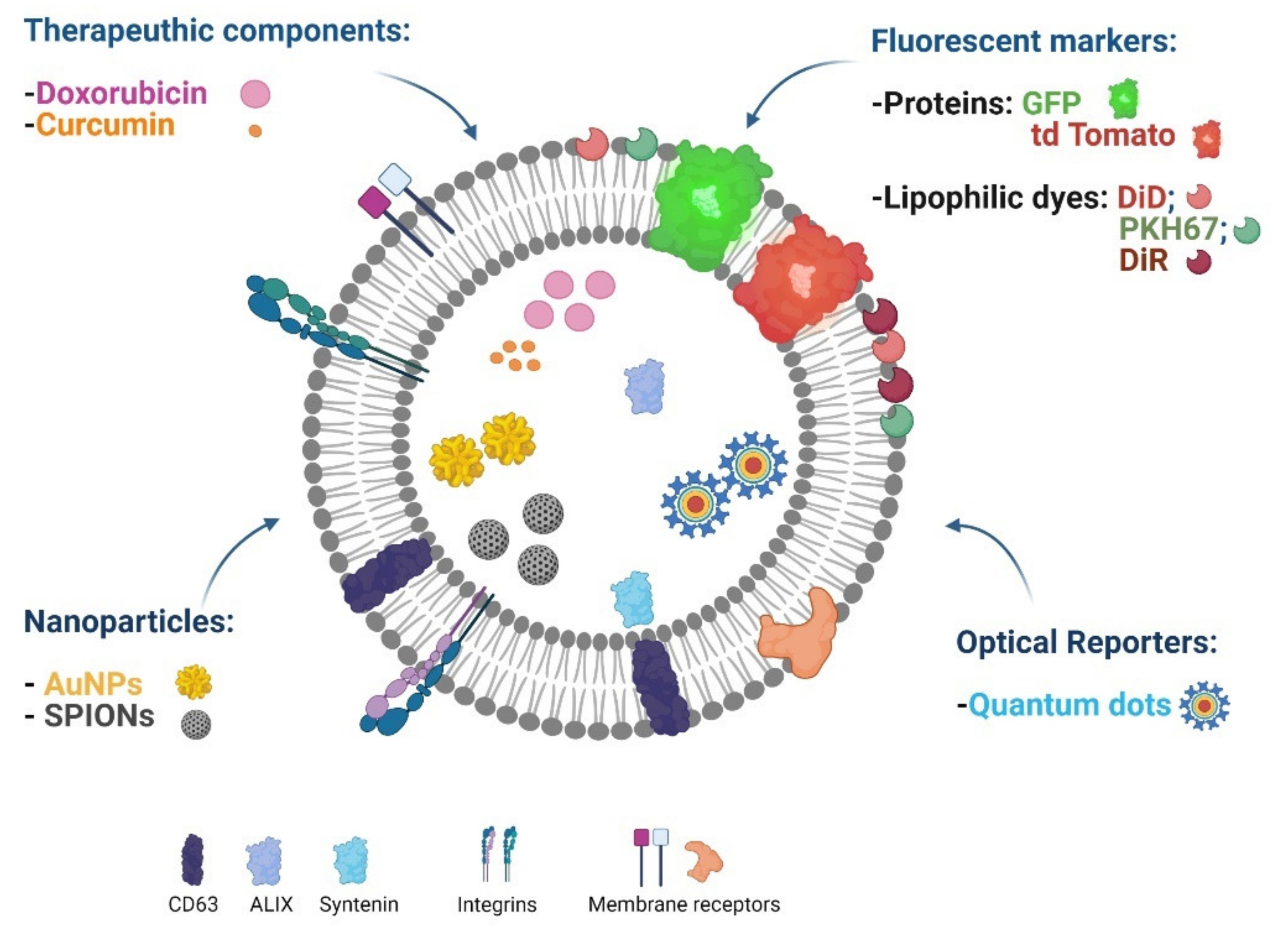 Cancers 13 03324 g004
